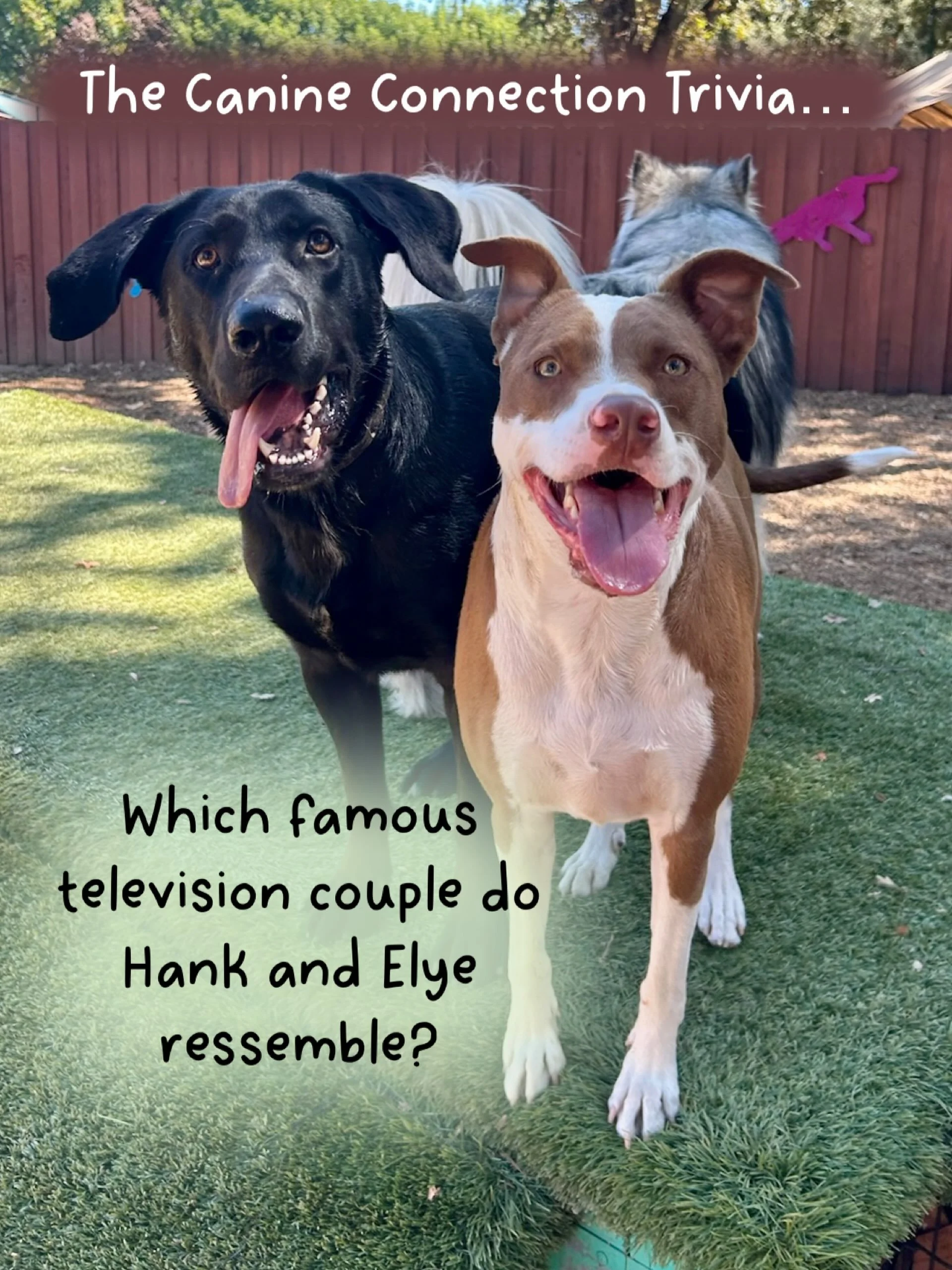 According to our founder, Sarah, and as noted in a prior &ldquo;Dog of the Day&rdquo; post, this dynamic duo reassembles a famous television couple. Who is that couple? 🤔🐾❤️