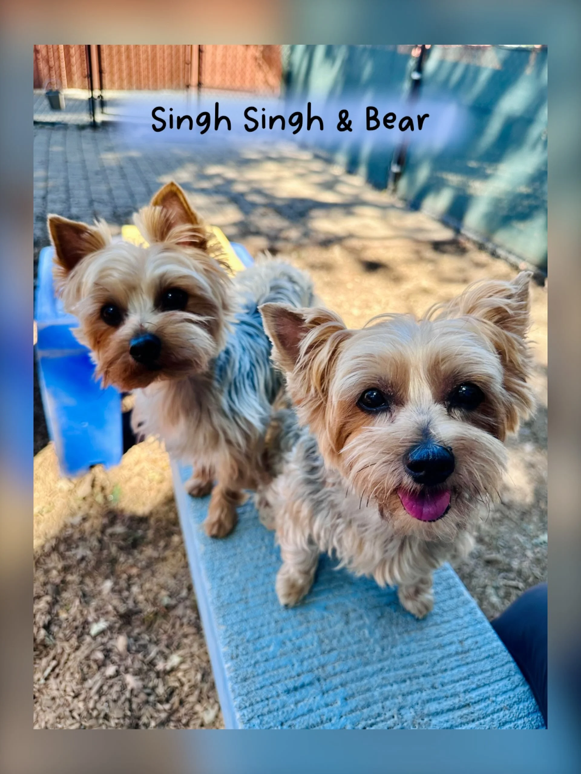 Meet Singh Singh and her little brother, Bear (not a clone and not even biological). Cuz when you&rsquo;re this cute, you have to have a spot on the DOG OF THE DAY line up (9-6-26). They are top notch PEP Campers, vacationers, and cuddlebugs! 

#thec