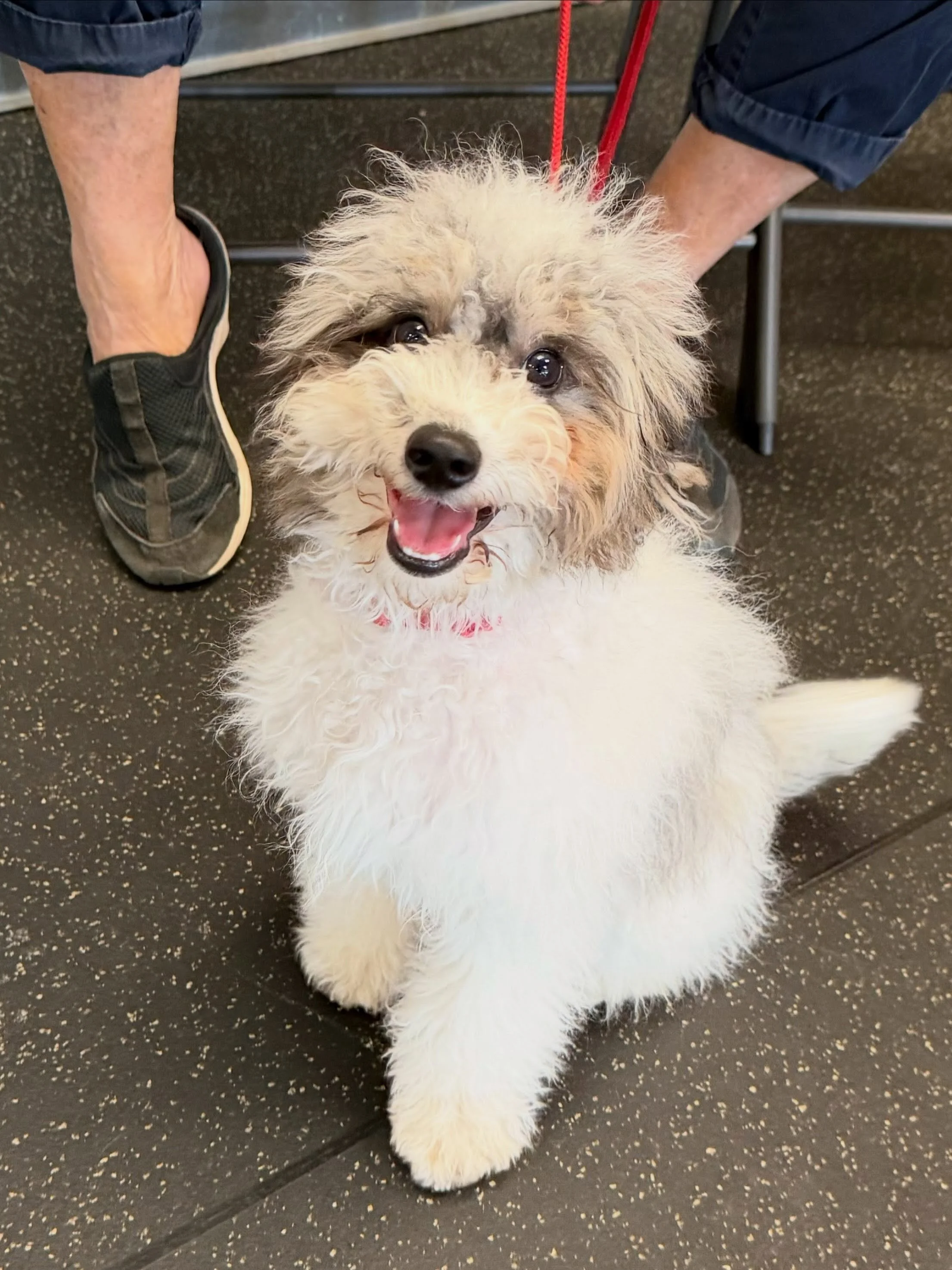 Puppy Social! The sweetest hour of the week at The Canine Connection academy! 

#puppylove #puppysocial #puppylife #positivedogtraining