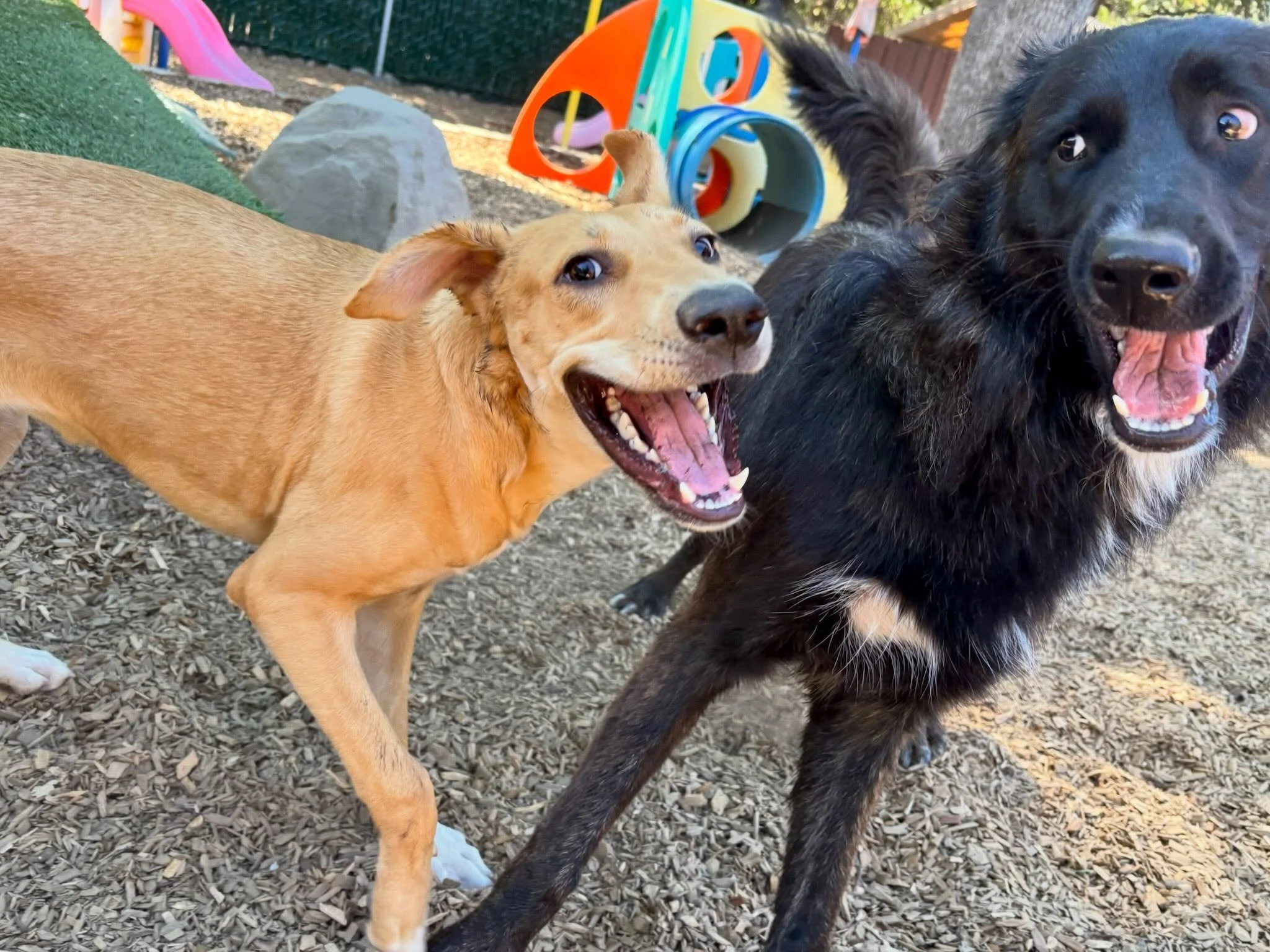 Happy Tuesday from PEP Campers, Naya and Shelby! What are your dogs smiling about today?

#smilingdog #dogresort #dogenrichment #canineconnection #doglife