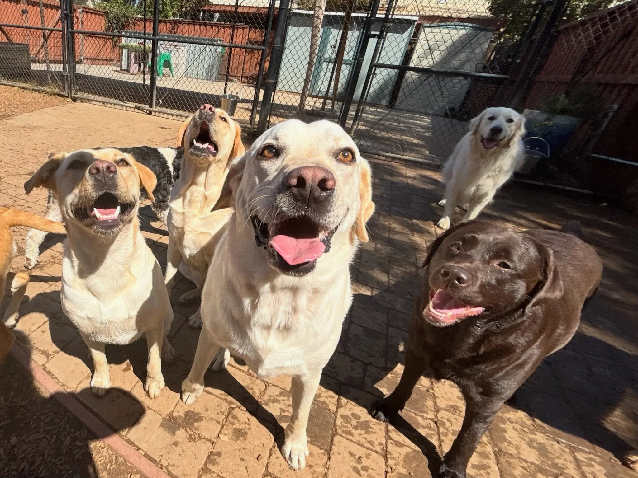 We&rsquo;re having a labradorable day here at The Canine Connection&rsquo;s resort for very cherished dogs! Meet Sadie, Molly, Beau, and Marley! Oh, and there&rsquo;s Mando the golden in the back! 

#labradorable #labrador  #dogresort #dogdaycare #ca