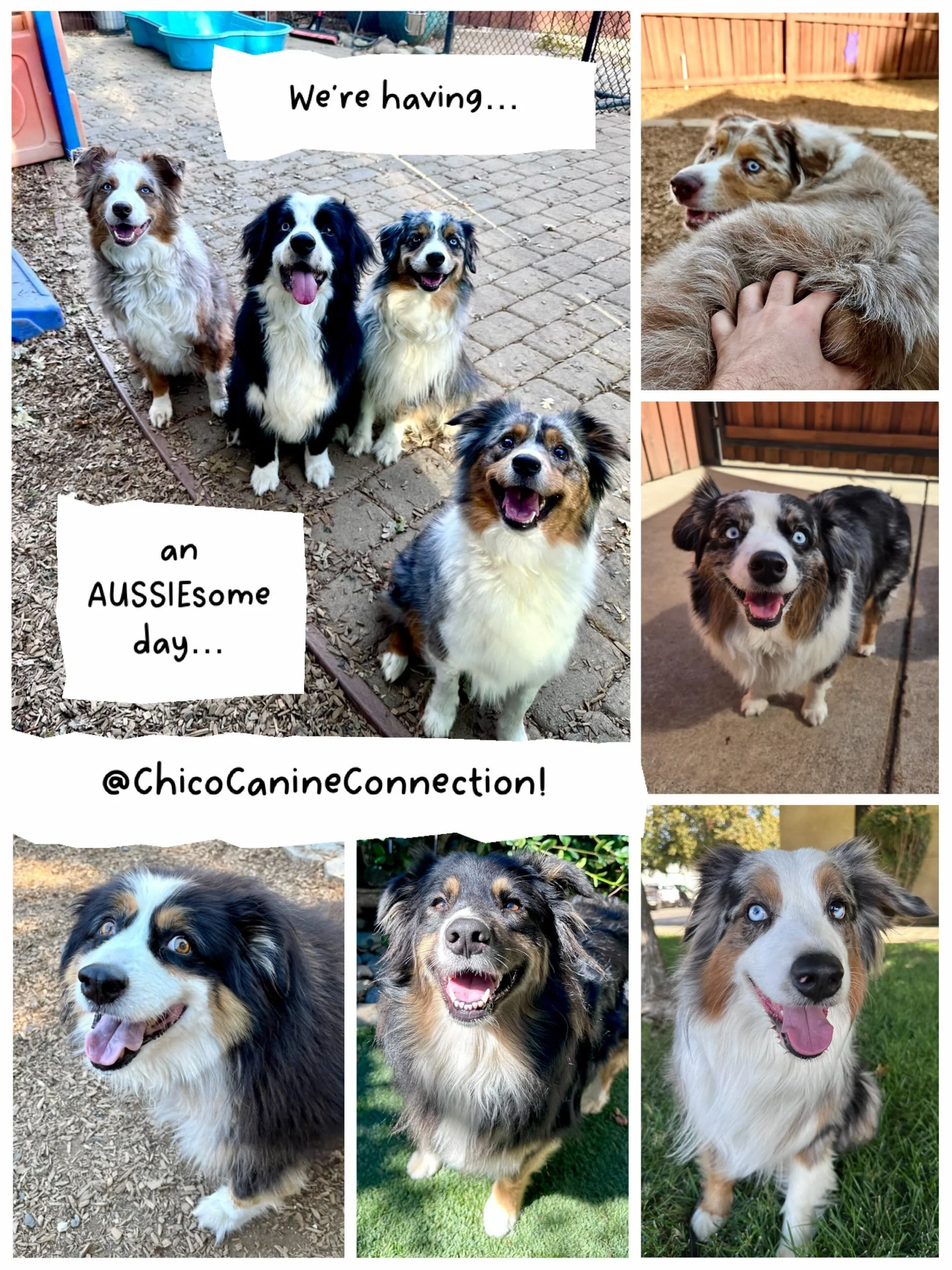 It&rsquo;s true! We&rsquo;re doing it! We&rsquo;re having an AUSSIEsome day! Cuz the only thing better than one Aussie in our world at The Canine Connection resort is NINE! Thanks to Eloise, Remy, Abu, Indie, Chase, Bindi, Bernie, Gizmo, and Jack for