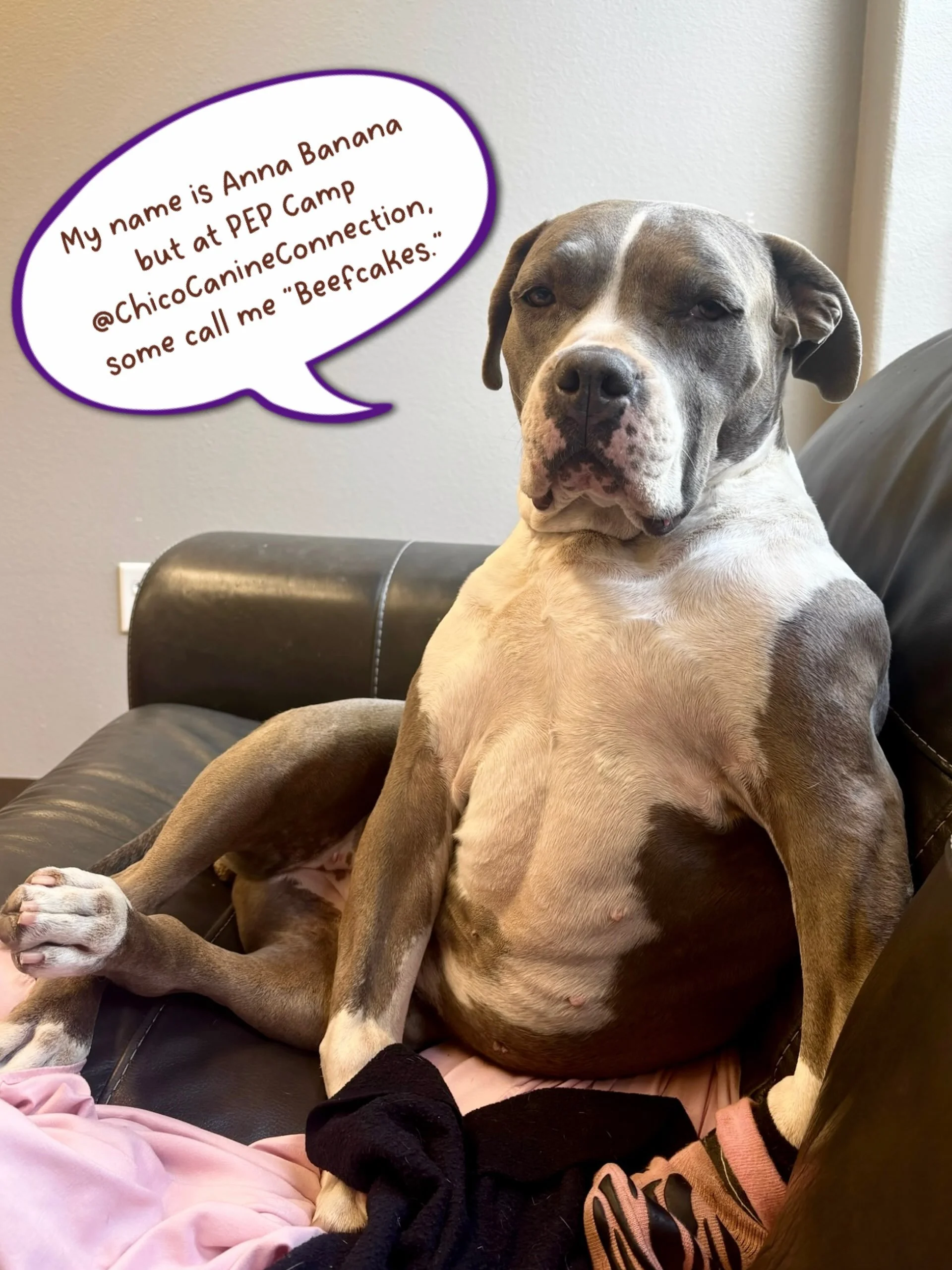 Happy Saturday from your friends @chicocanineconnection!

#canineconnection #dogdaycare #chicoca #chico #dogenrichment
