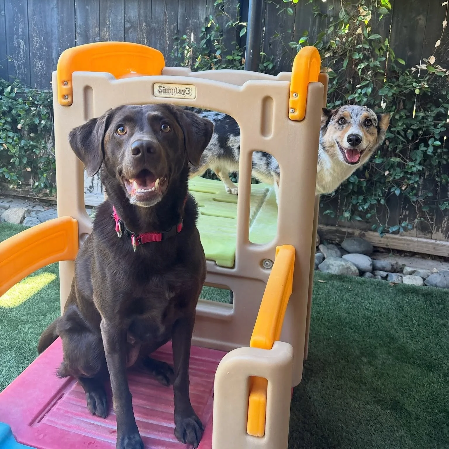 Indie and Hakuba are peeking out to wish you a very happy Monday!

#canineconnection #dogresort #chicoca #dogcamp #dogsofinstagram
