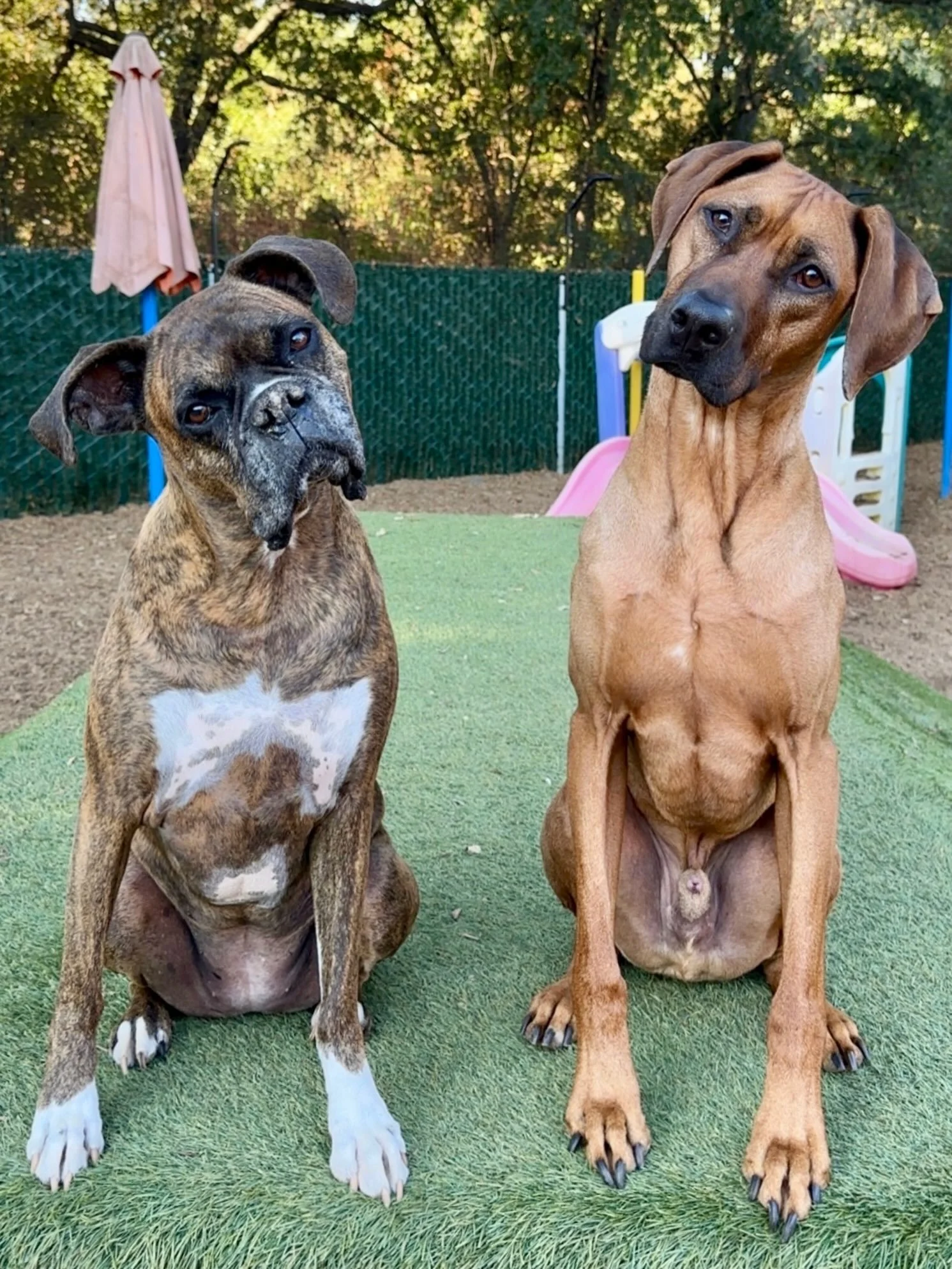 How&rsquo;s your Wednesday? Inquiring minds want to know. 🎾🐾🐶

#inquiringmindswanttoknow #canineconnection #dogresort #dogdaycare #chicodogtraining