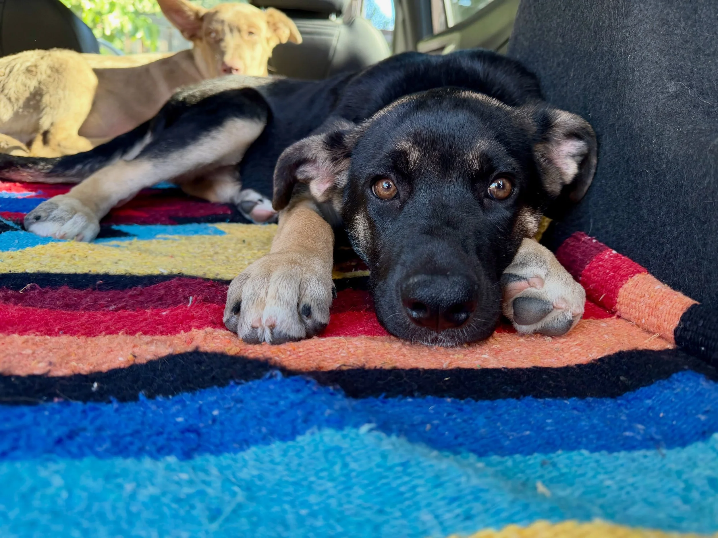Yesterday (10-1) was National Black Dog Day but we celebrate black dogs every single day!

This darling little diva is Joan Jett, one of the three puppies that trainer-groomer Deb rescued from a sad situation about a month ago. The puppies were then 