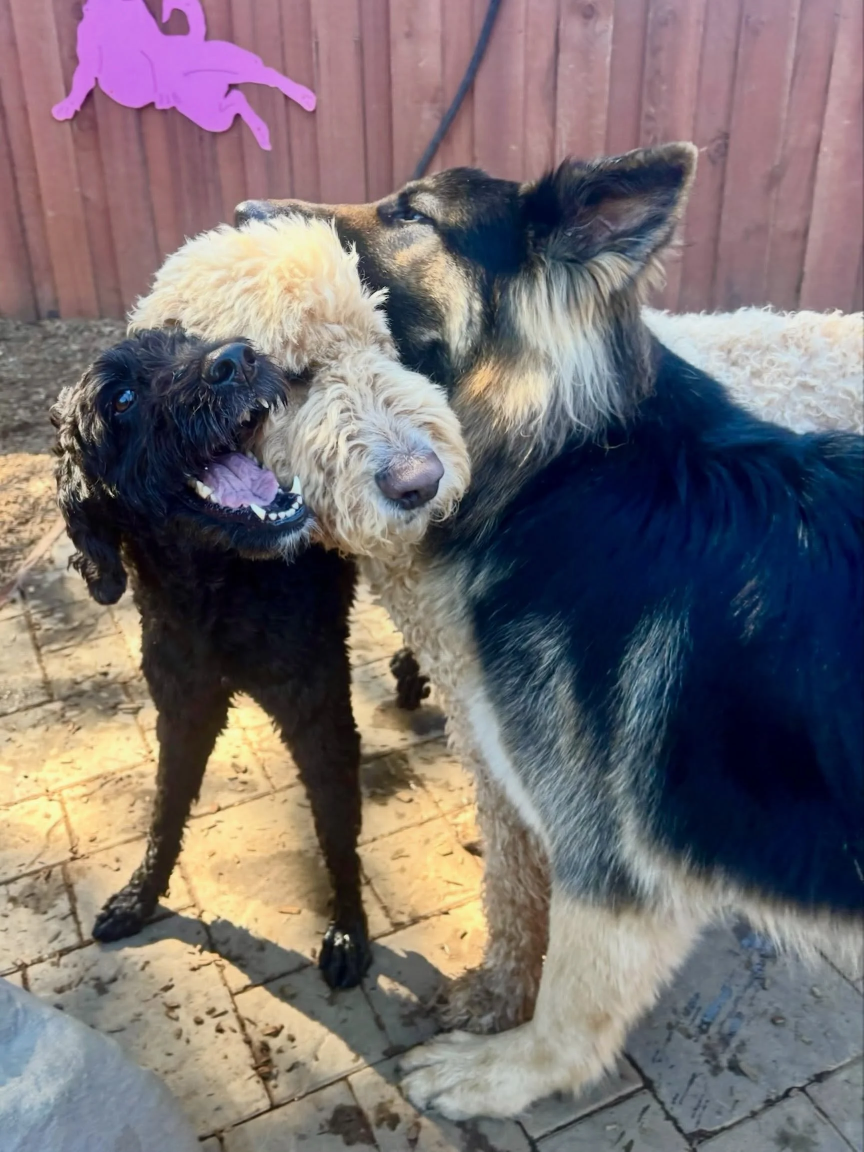 M&eacute;nage &agrave; trois, doggie style. What happens at The Canine Connection, stays at The Canine Connection 🐶😀🐾❤️.

#canineconnection #chicodog #dogdaycare #dogresort #dogsofthecanineconnection
