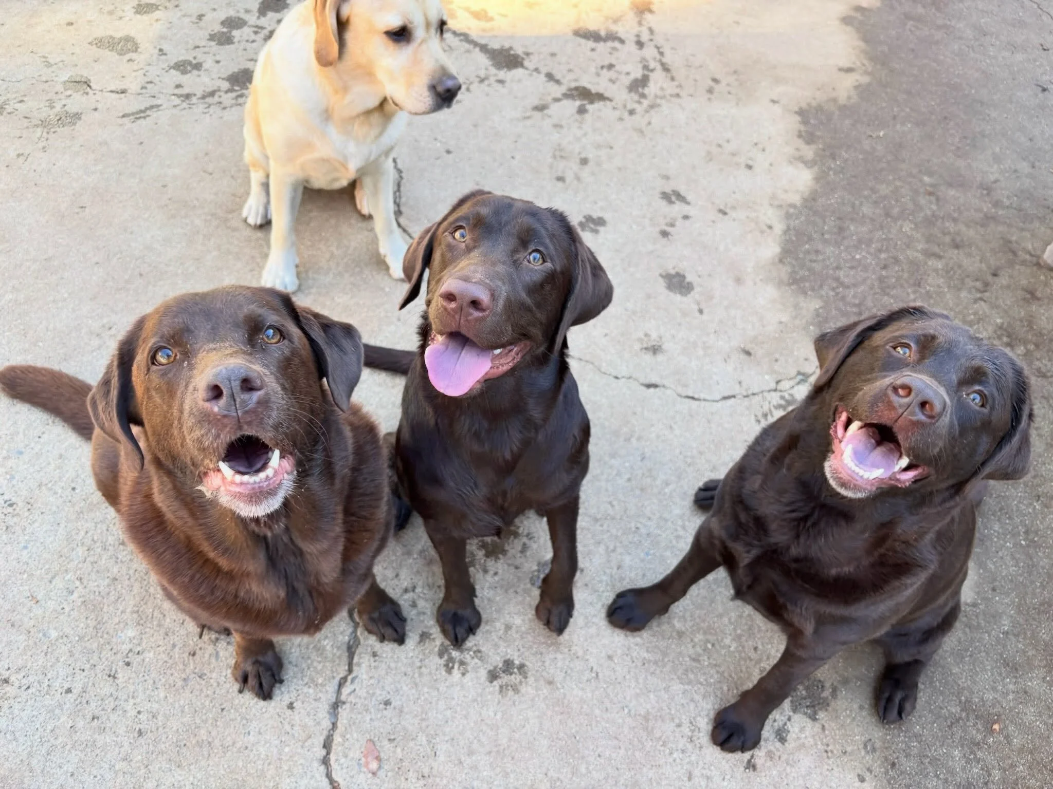 The only thing better than one Chocolate Lab at our resort today was&hellip;. THREE! These darling divas are Anela, Hazel, and Marley🤎🍫! And Lani Joy is the sweet Yellow Lab who is peeking in. 💛🐾. 

#labrador #chocolatelabrador #labradorable #can