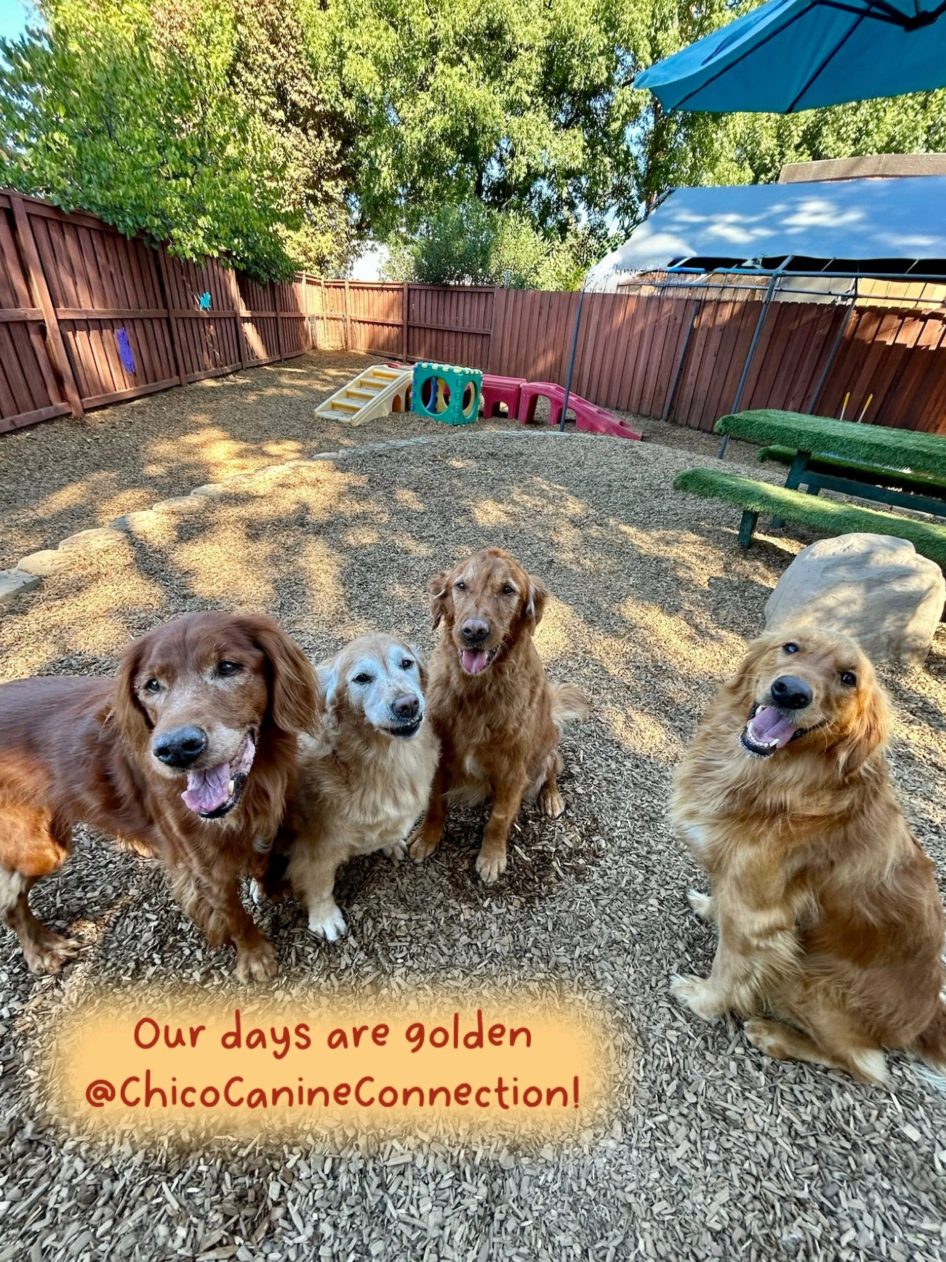 What makes for a days as good as gold? A quarter of goldens! And when three of the four are special seniors, it&rsquo;s even more precious 💛. Meet Charlie, Lola, Louie and their young friend, Ellie, all Thursday guests at our resort for very cherish