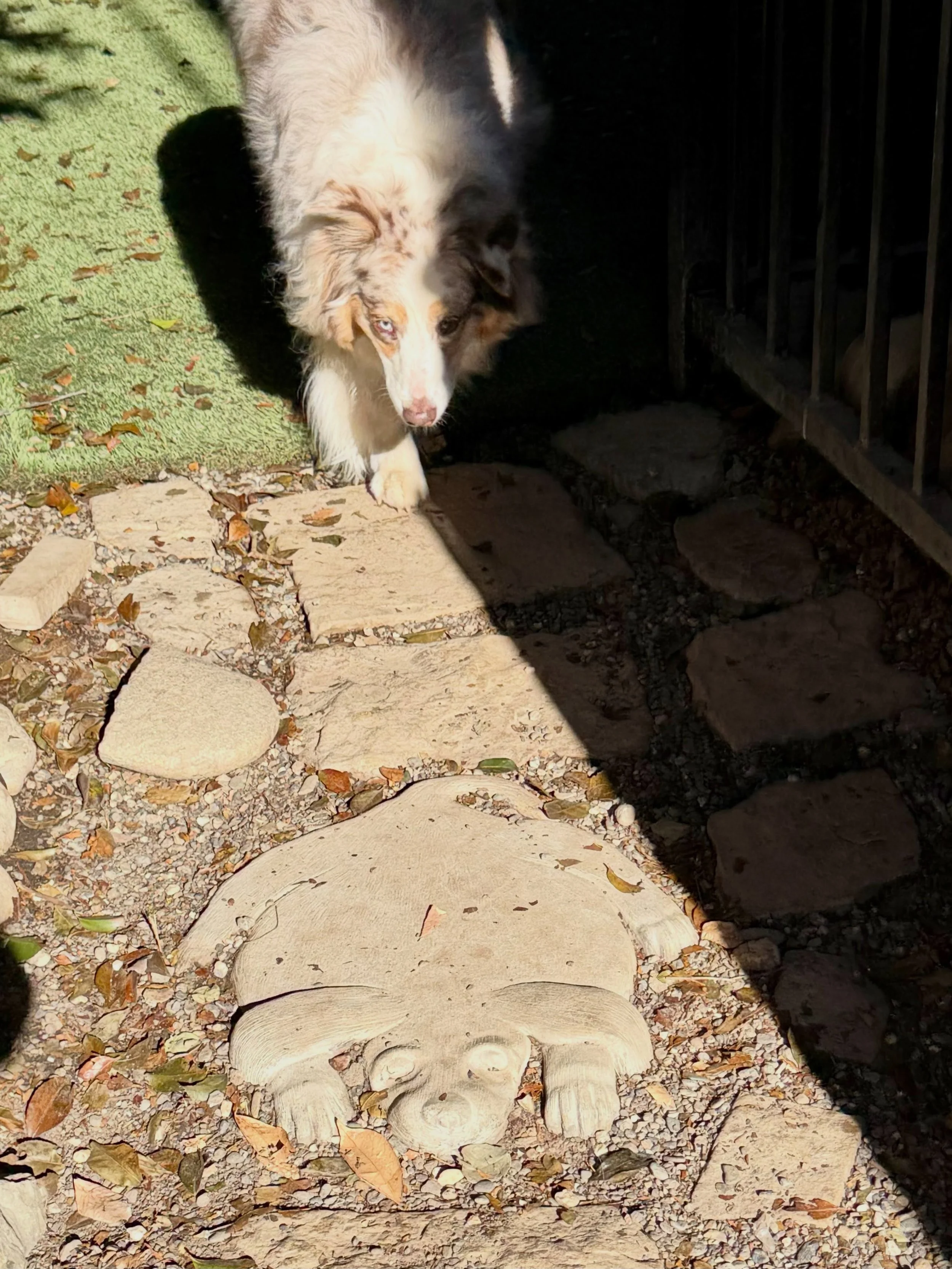 Our resort is filled with happy dogs and a myriad of little details that say &ldquo;This is a dog&rsquo;s world, where cherished dogs come to stay and play.&rdquo;

#thecanineconnection #canineconnection #chicoca #dogworld #dogresort
