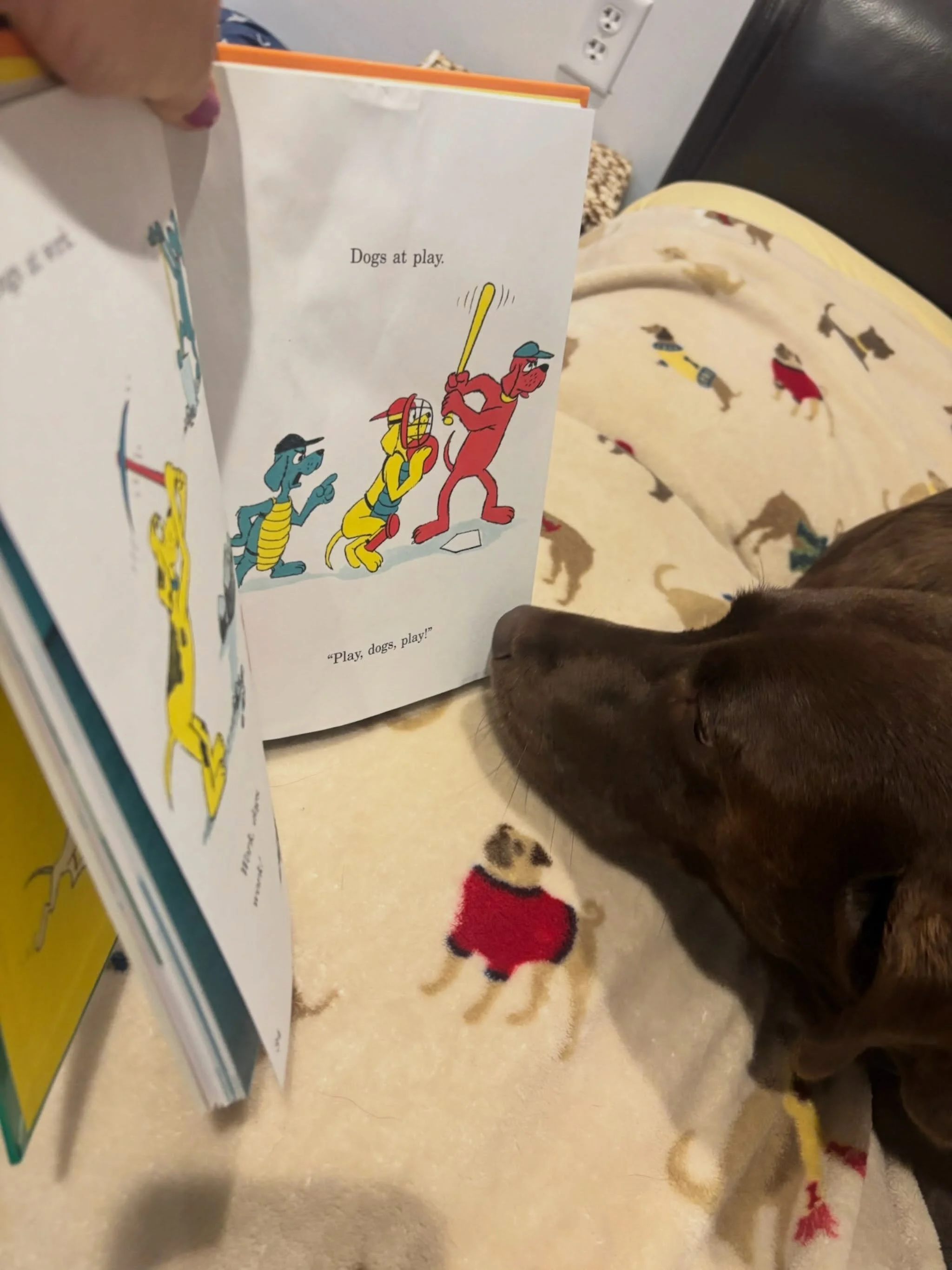 &ldquo;Wake up, Indie! It&rsquo;s time to start the day!&rdquo; VIP Indie is getting ready for her day of play.

#dogresort #dogenrichment #canineconnection #chicoca #dogdays