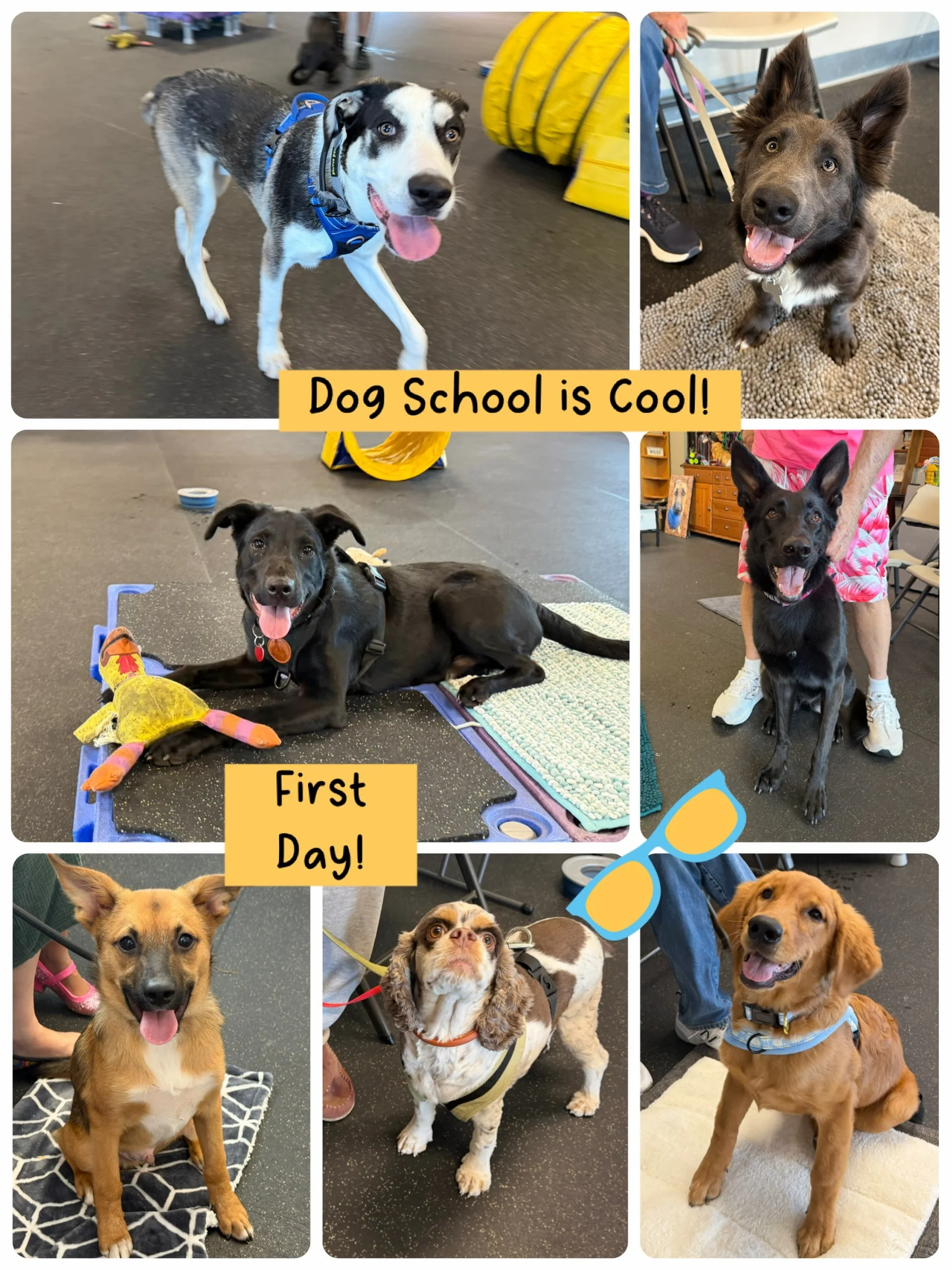 Oh my! Look at these beautiful dogs who just started our Friday foundations training program. Some of these dogs are of the Puppy Kindergarten age and others just tip into our teen dog class (Essential Life Skills) so we combined them into one happy 