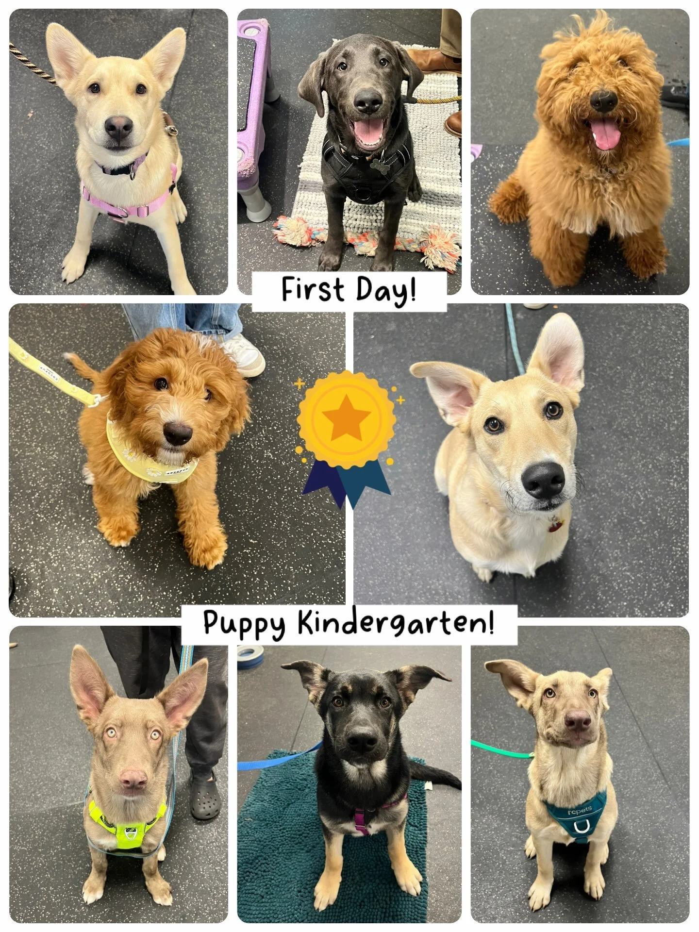 Tuesdays are going to be terrific with these new students in Puppy Kindergarten and Essential Life Skills. Last night was their first class together and these groups are so delightful. Aren&rsquo;t they beautiful ?! Yes, yes, yes!! And we know that t