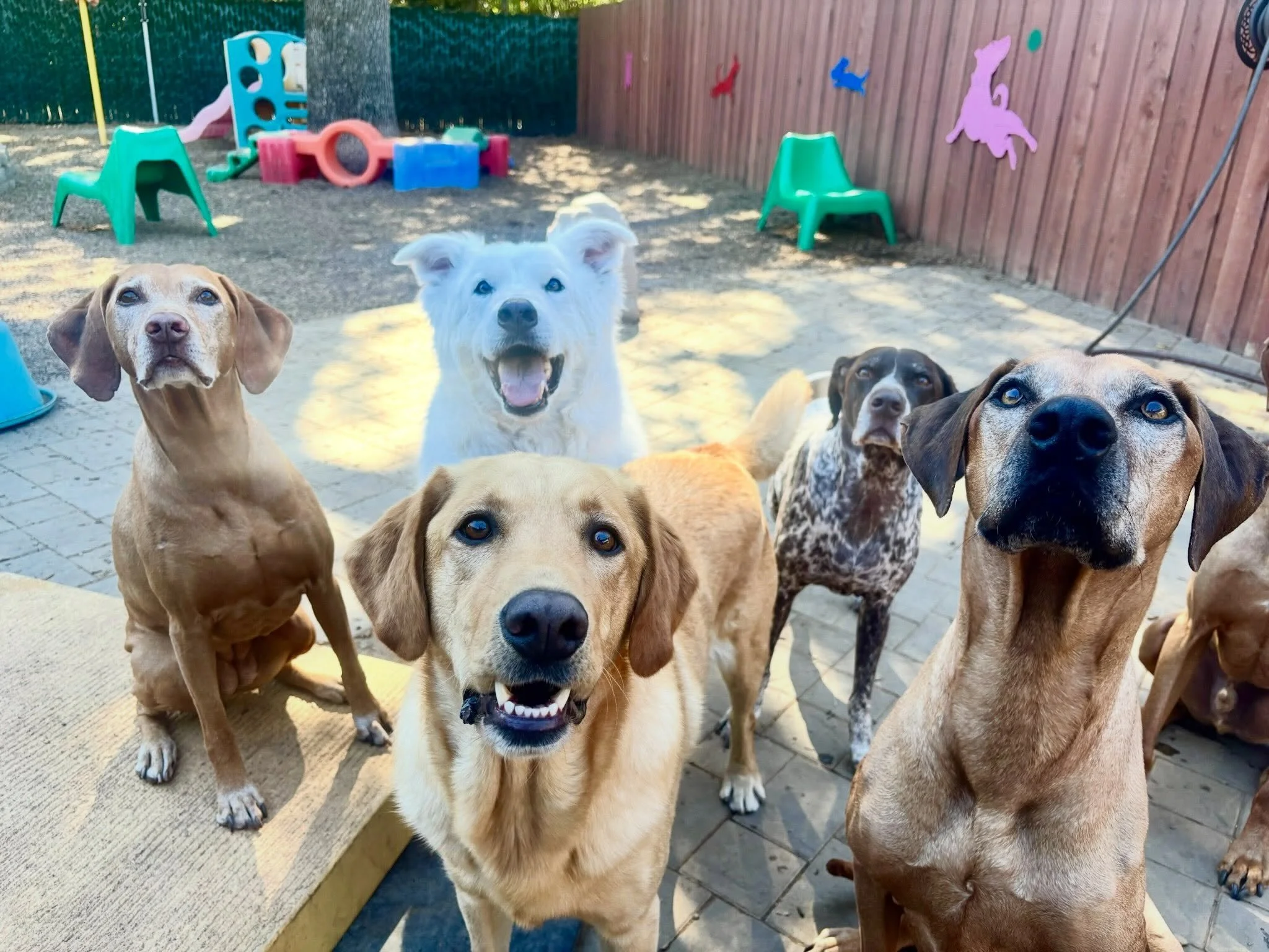 Look who came to play today! We call this social group the &ldquo;Mature and Mellows,&rdquo; but we need to add the word &ldquo;Magnificent&rdquo; to their description too. I mean, just look at these dogs! They are&hellip; everything wonderful and go
