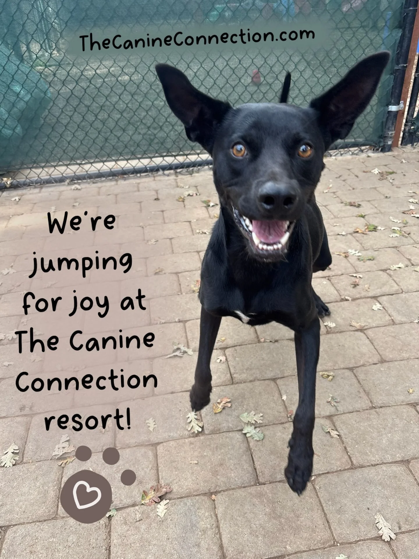 We&rsquo;re jumping for joy at The Canine Connection resort today! How are you and your dog spending this beautiful day in Chico, California? 

#canineconnection #thecanineconnection #dogdaycare #dogdaycamp #happydog