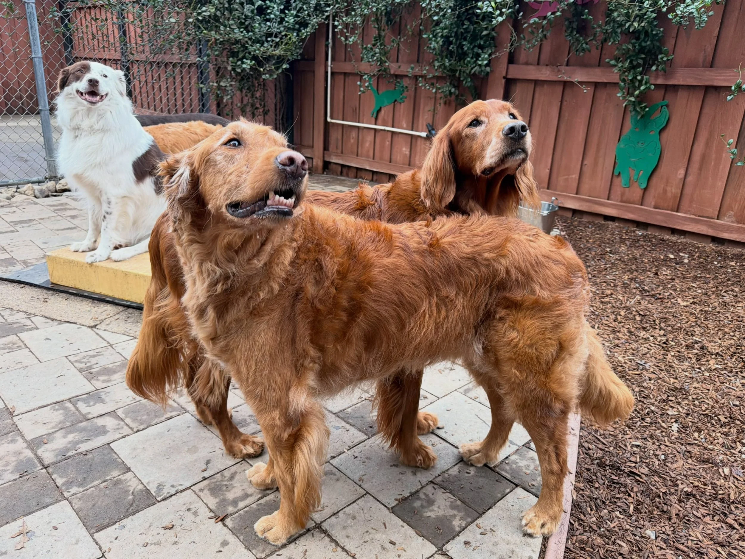 Beautiful boys, members of the &ldquo;Mature and Mellow&rdquo; social group. Louie in front, Charlie behind him, Stinky in the back.

#canineconnection #dogdaycare #dogresort #dogenrichment #chicoca