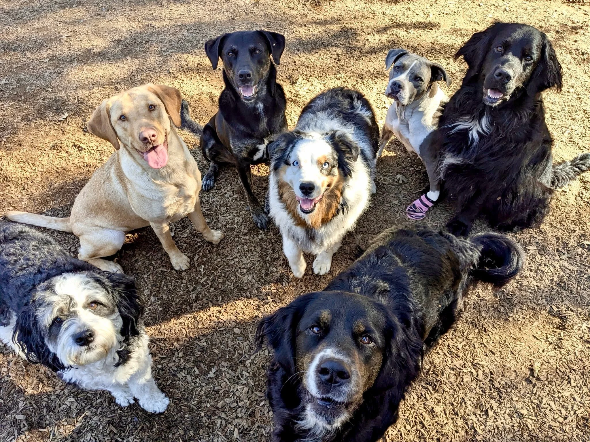How lucky are we to get to spend the day with these dogs?!?! Meet Buddy, Wrigley, Cooper, Piper, Anna Banana, June and Lambeau ❤️🐾.

#thecanineconnection #canineconnection #dogresort #dogdaycare #happydog