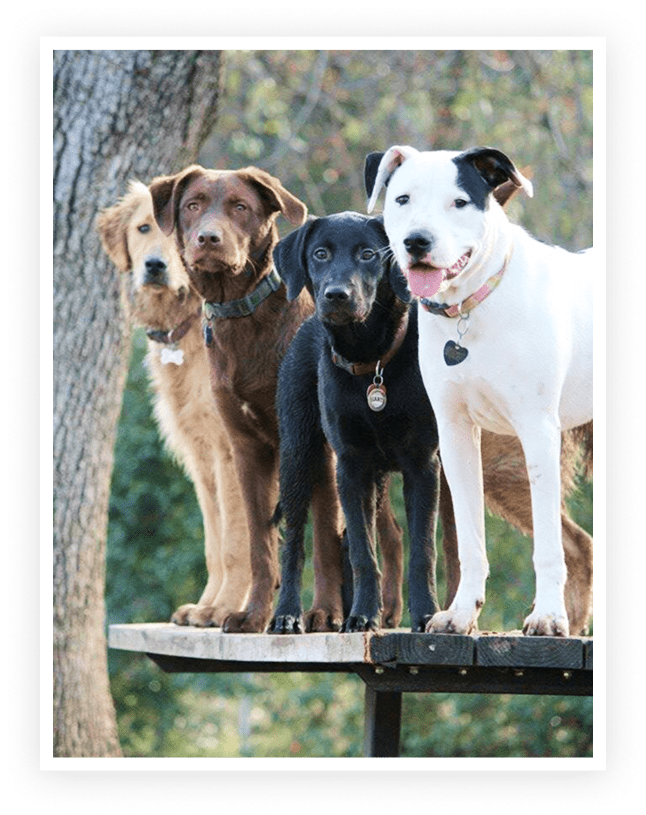 dogs-standing-outside-min.png
