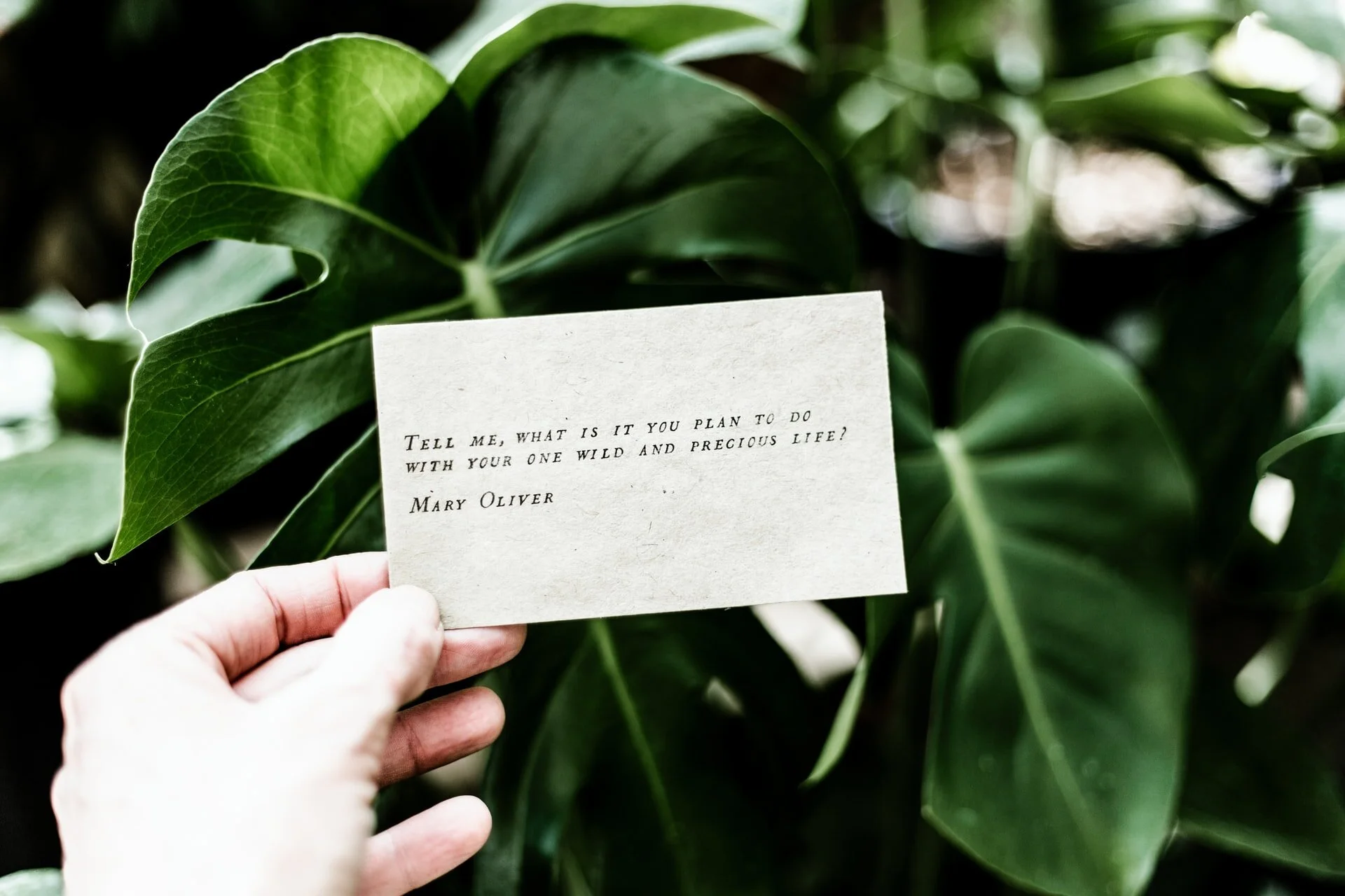 allie-mrr3JASmAUg-unsplash.jpg