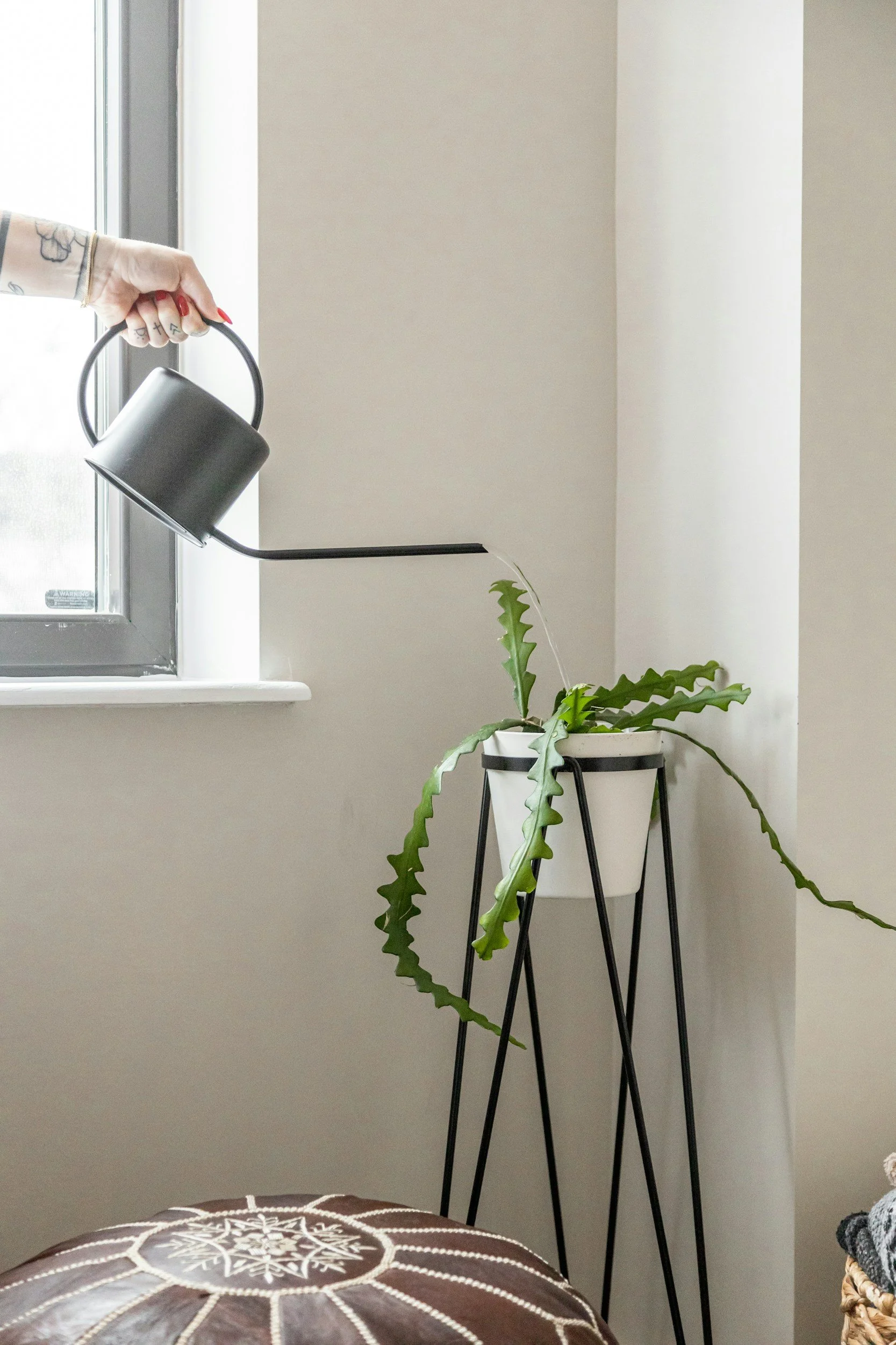 A person's hand with red nails watering a potted plant with long, serrated green leaves on a black metal plant stand by a window.