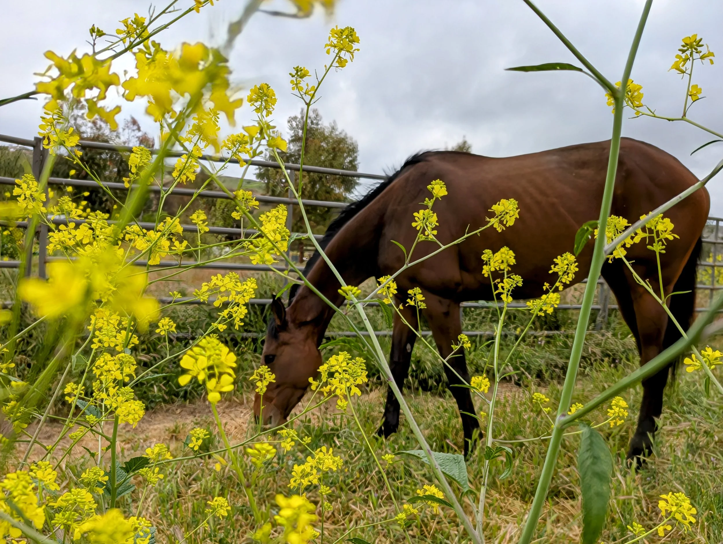 Demystify smelling the flowers.jpg
