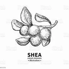 Shae Drawn.jpg