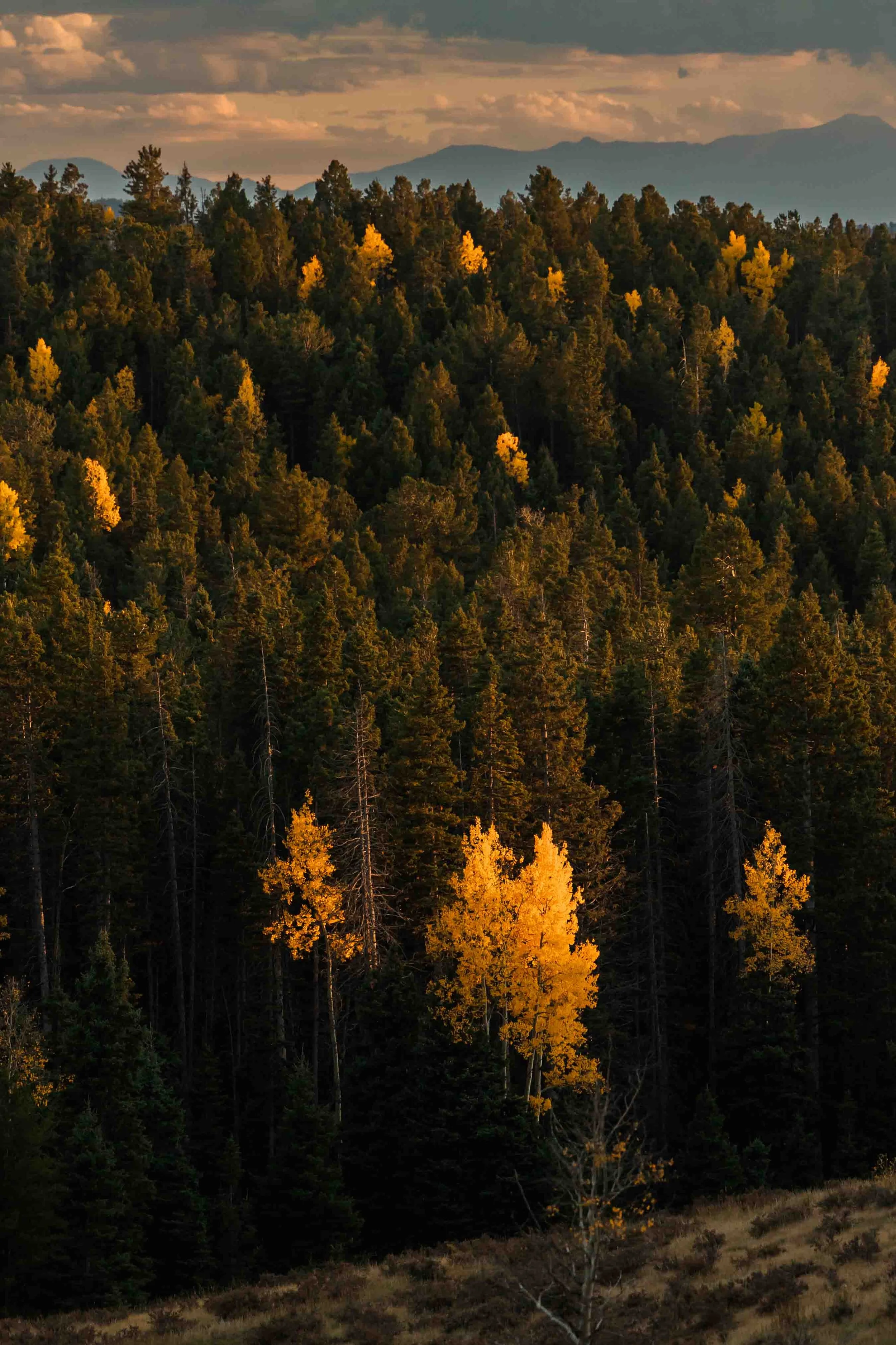 21_pikes-peak-in-the-fall-engagement-session.jpg