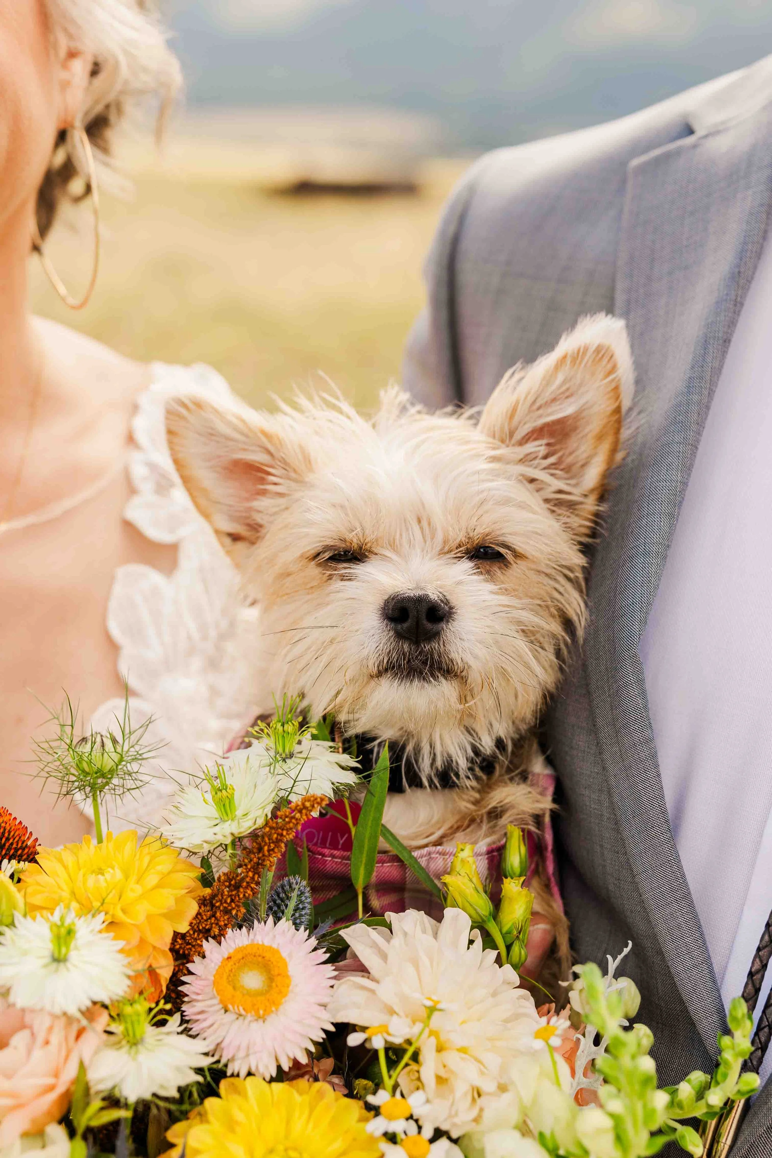 01_dog-friendly-wedding-venues-in-colorado.jpg