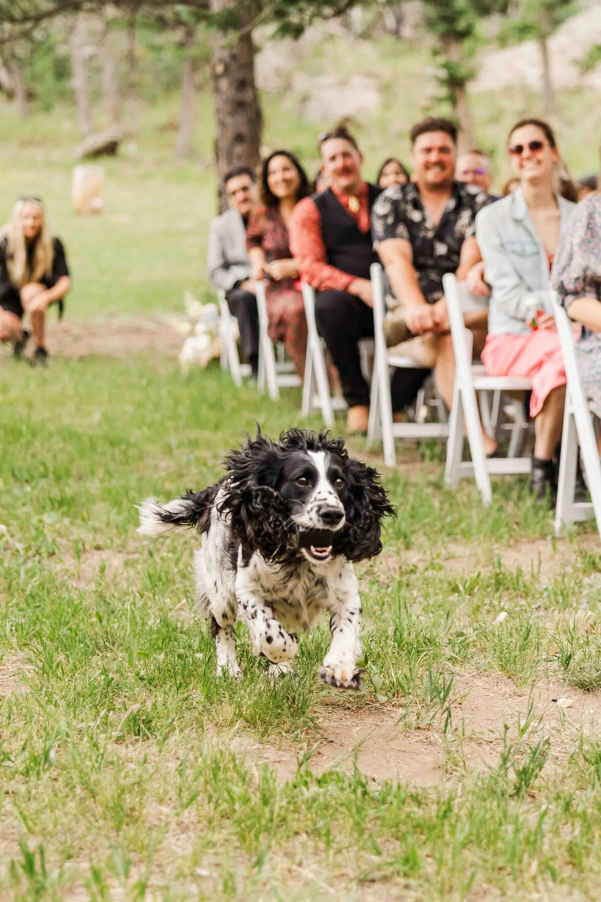 04_how-to-include-your-dog-in-your-wedding.jpg