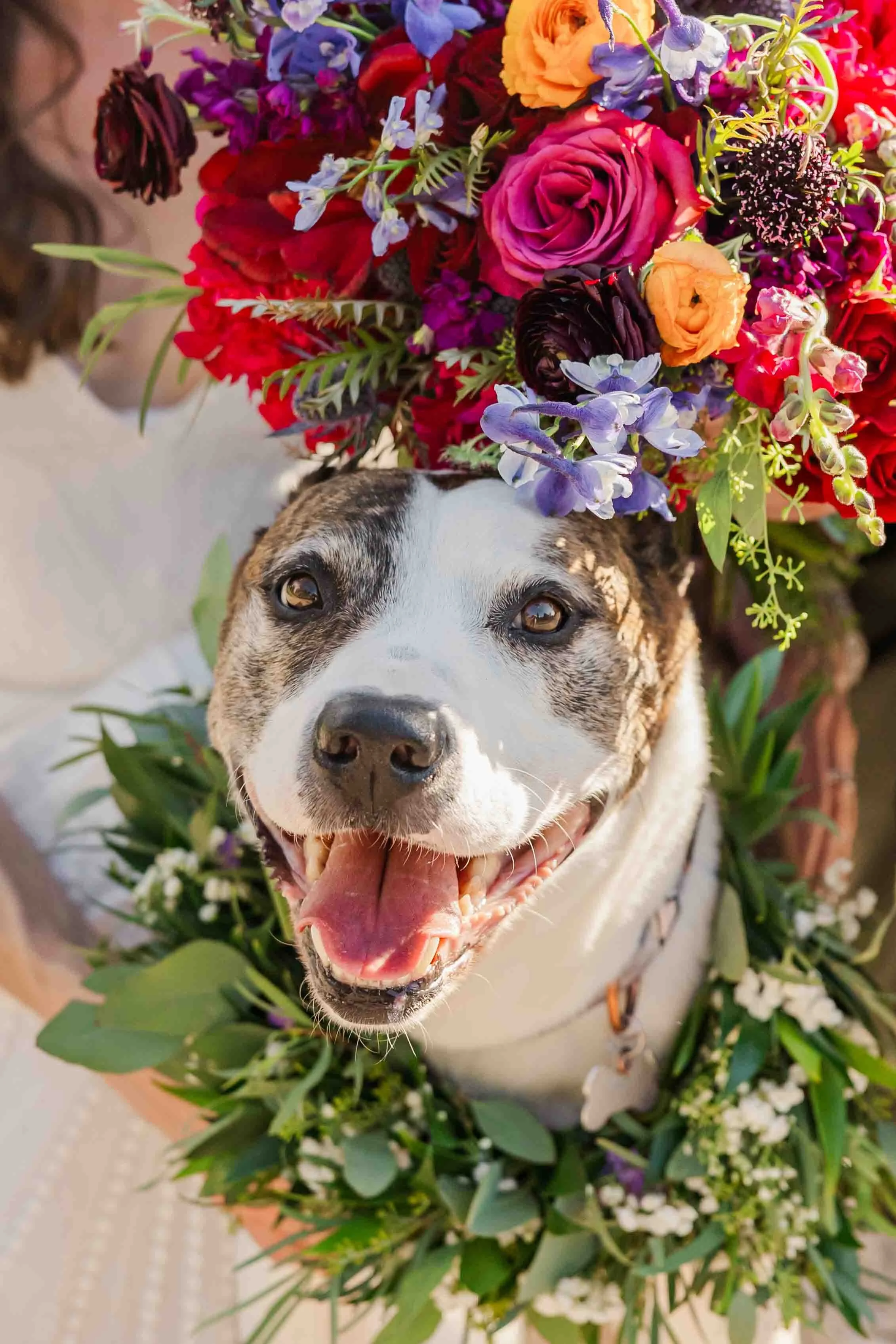 17_wedding-pet-portraits.jpg