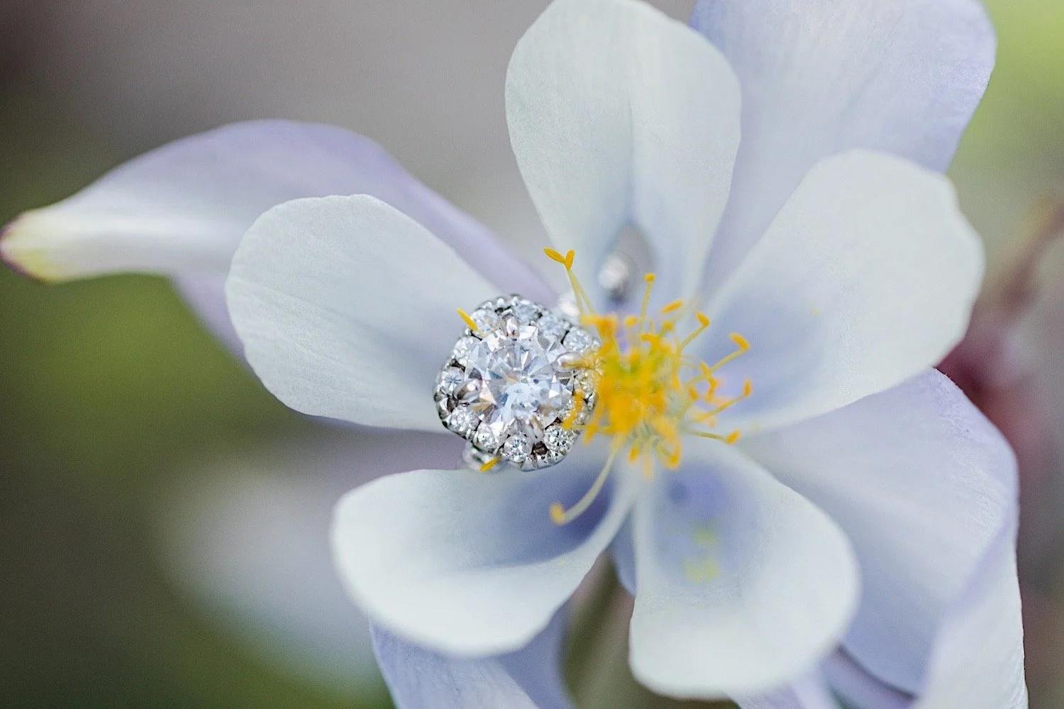 Closeup photo of a wedding ring on a wildflower