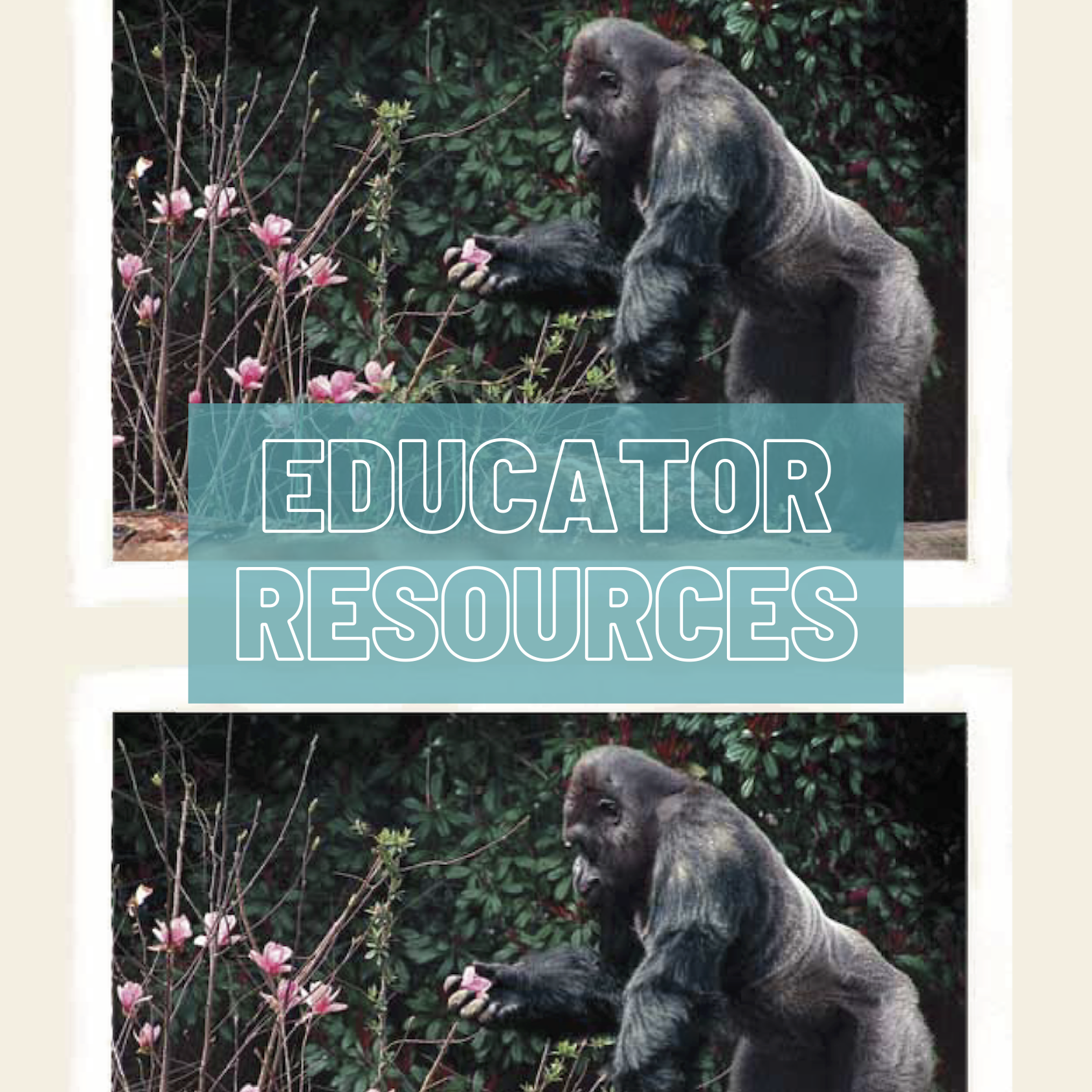 Educator Resources.png