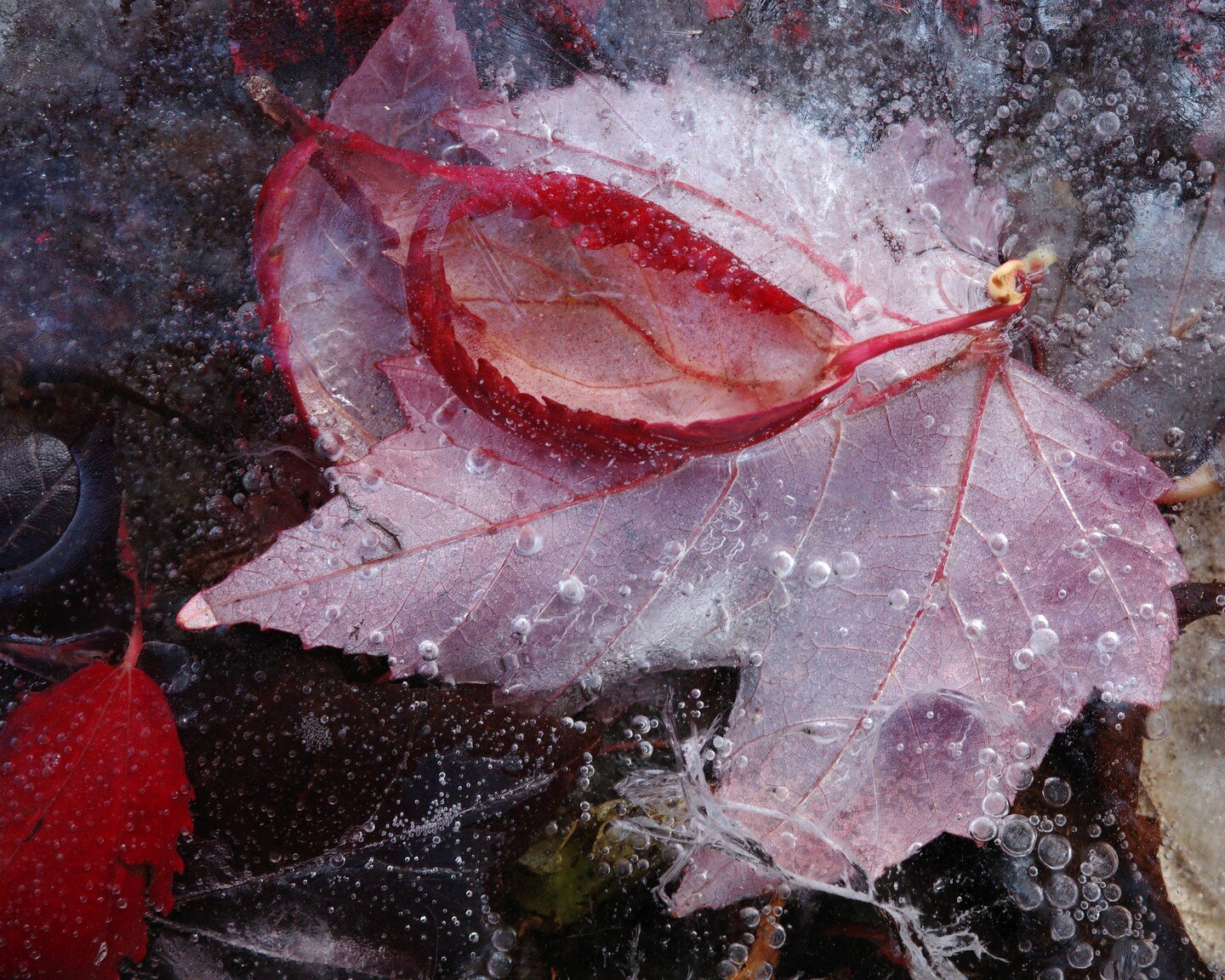 Bird bath frozen this morning. Leaves frozen in the ice.