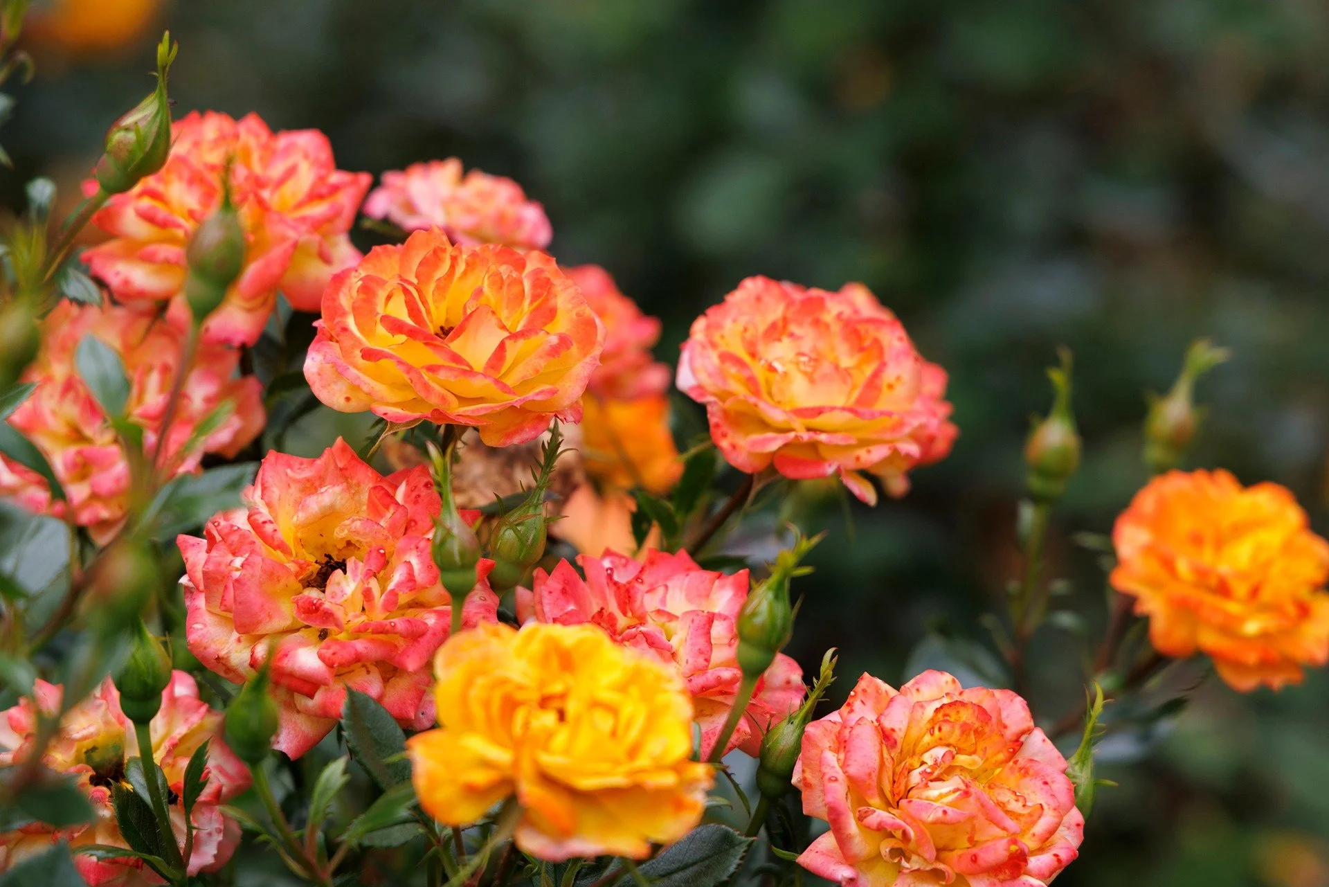 Lovely afternoon stroll through Sir Thomas and Lady Dixon Park. Carrying the camera is always an invitation to slow down and pay attention to the world around you.
#flowers #roses #pollinators
