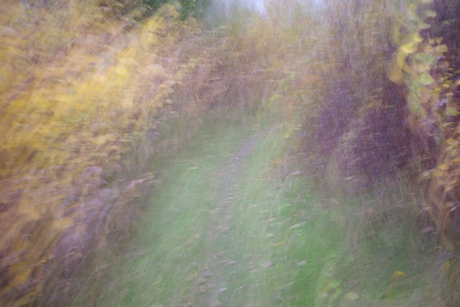 Went for a walk this afternoon and took a few photos. I deliberately moved the camera to help obscure the form of the image. These are a few of my favourites. Which one do like the best?
#nature #icm #griiix #beauty
