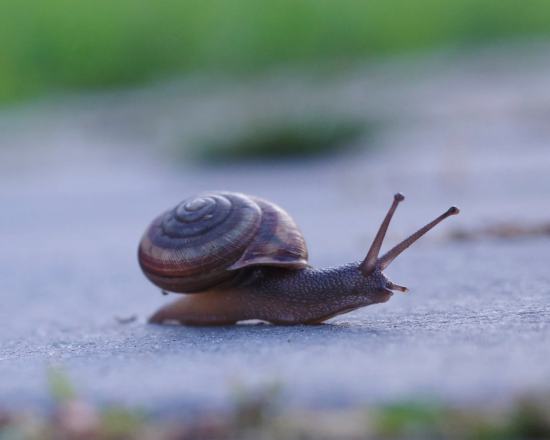 Sometimes you take take joy in the small, slow things in life. Take time to appreciate the little things.
#snail #slowdown #appreciatethelittlethings