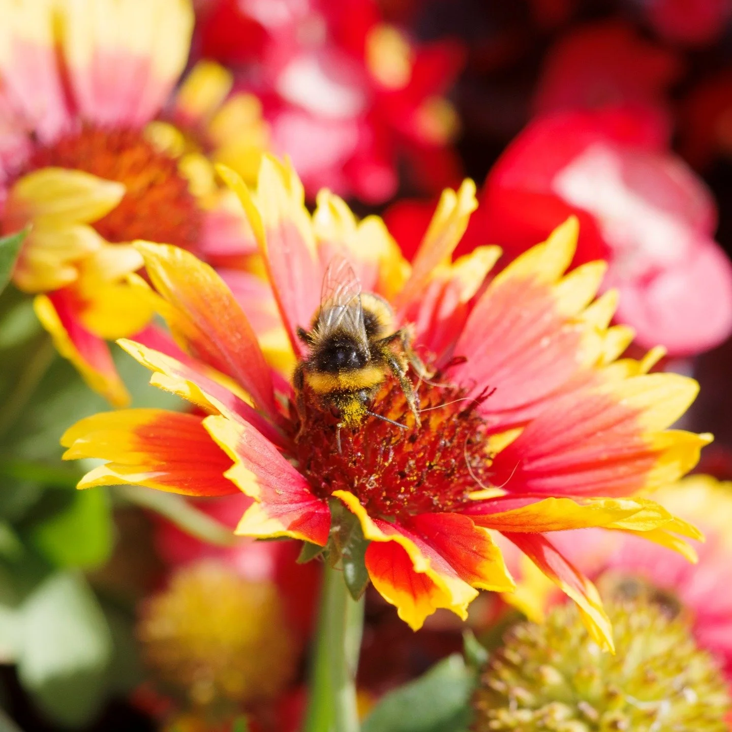 I didn't post this photo over the summer and didn't post it, so here it is now. With these short days and long nights, I needed a burst of colour in my life today!🌈 

#bee #pollinator