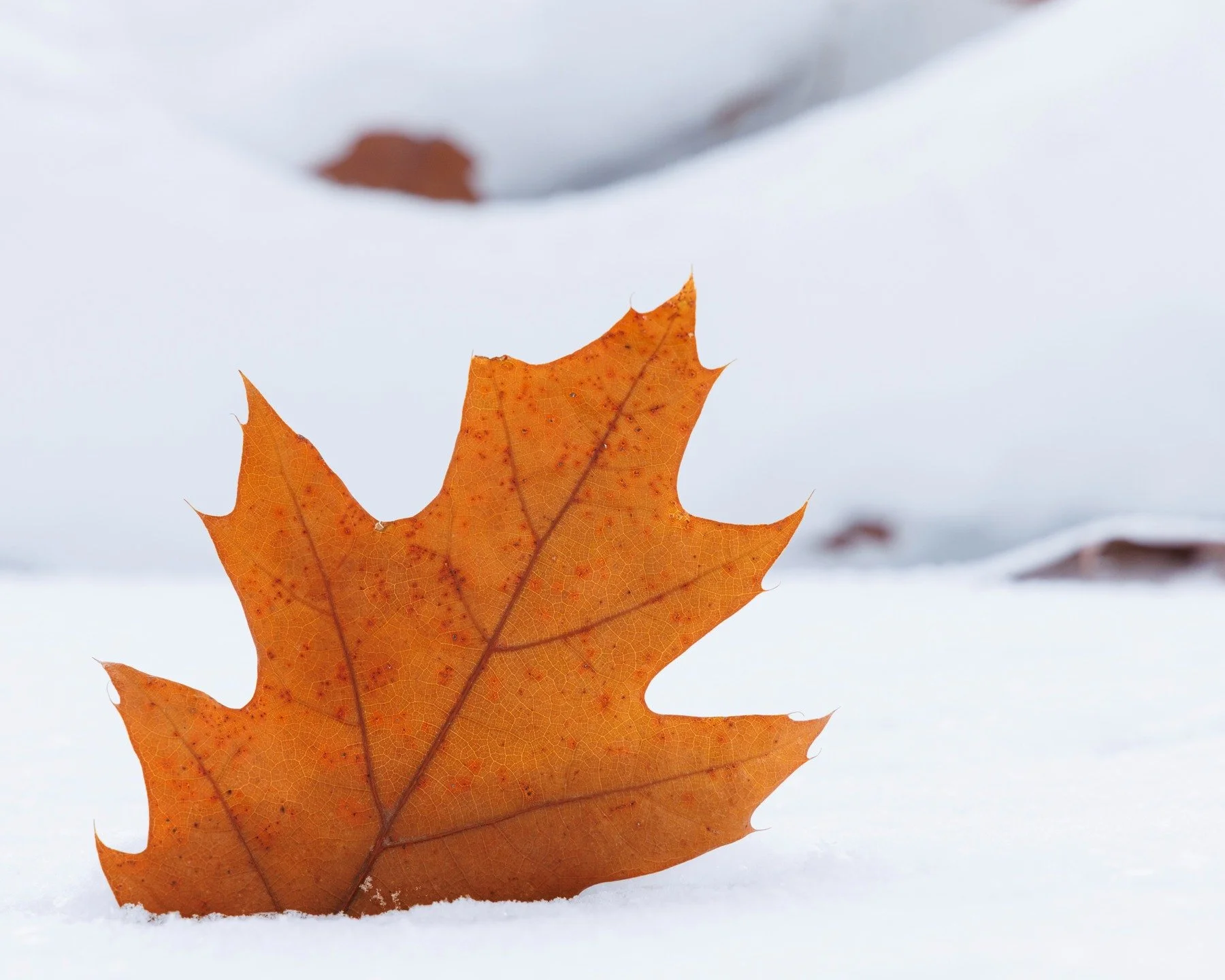 Oak Leaf in the Snow

#leaf #winter #r5 #seasons