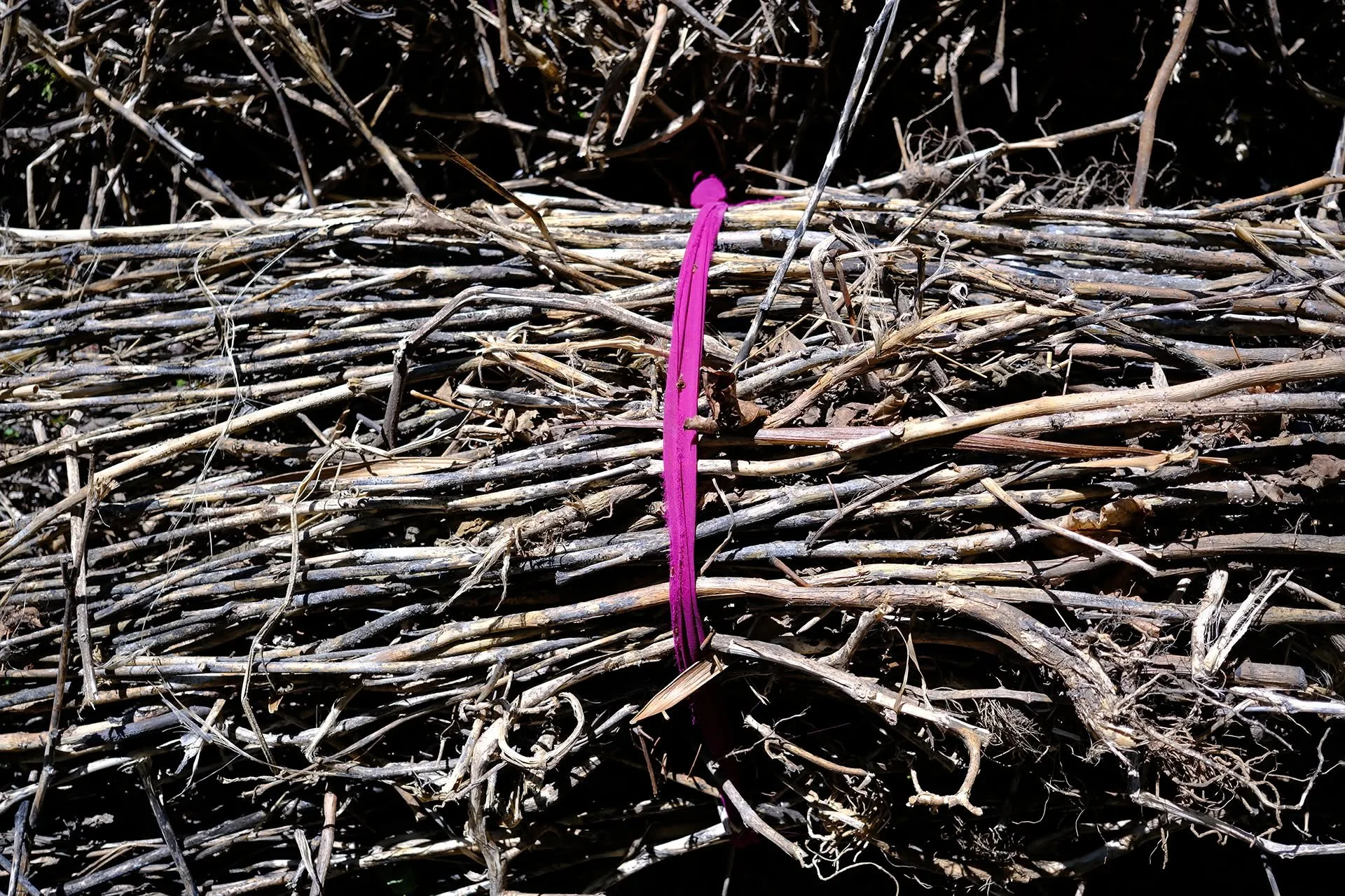 It's been a while since I posted a photo. I happened to like the splash of colour holding this bundle of sticks together.