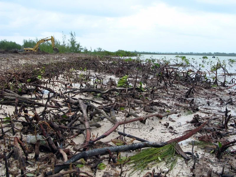 Mangrove excavation.jpg