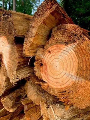 There’s a Snake in my Woodpile