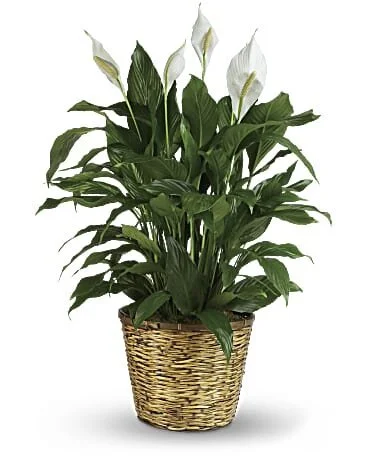 Simply Elegant Spathiphyllum (Large)