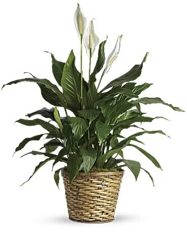 Simply Elegant Spathiphyllum (Medium)