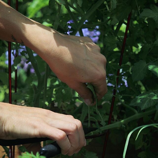 Where is your &ldquo;happy place&rdquo;? 😃 I&rsquo;m sure most of you would say in the garden, hands in the dirt and tending to your plants. 🌱☺️ Did you know the soil contains a natural antidepressant?! Check the link in our Bio for more informatio