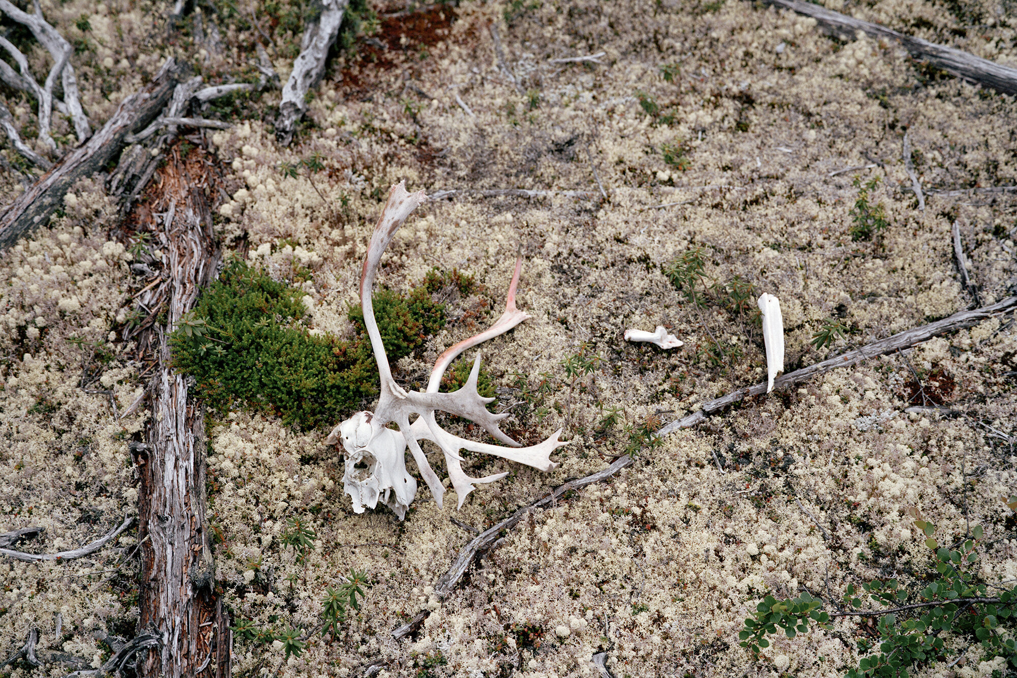 Signs of the George River Caribou Herd