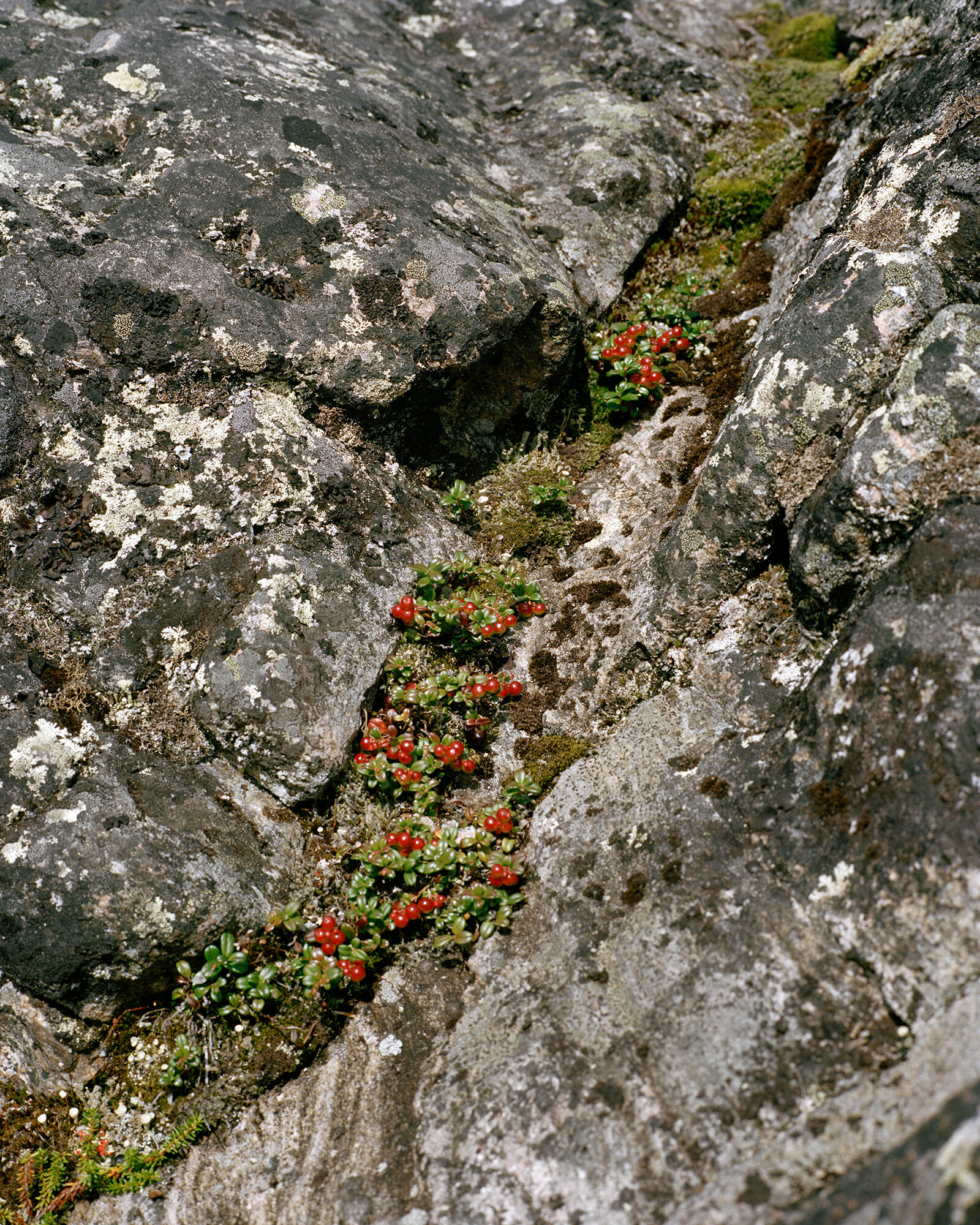 Berries