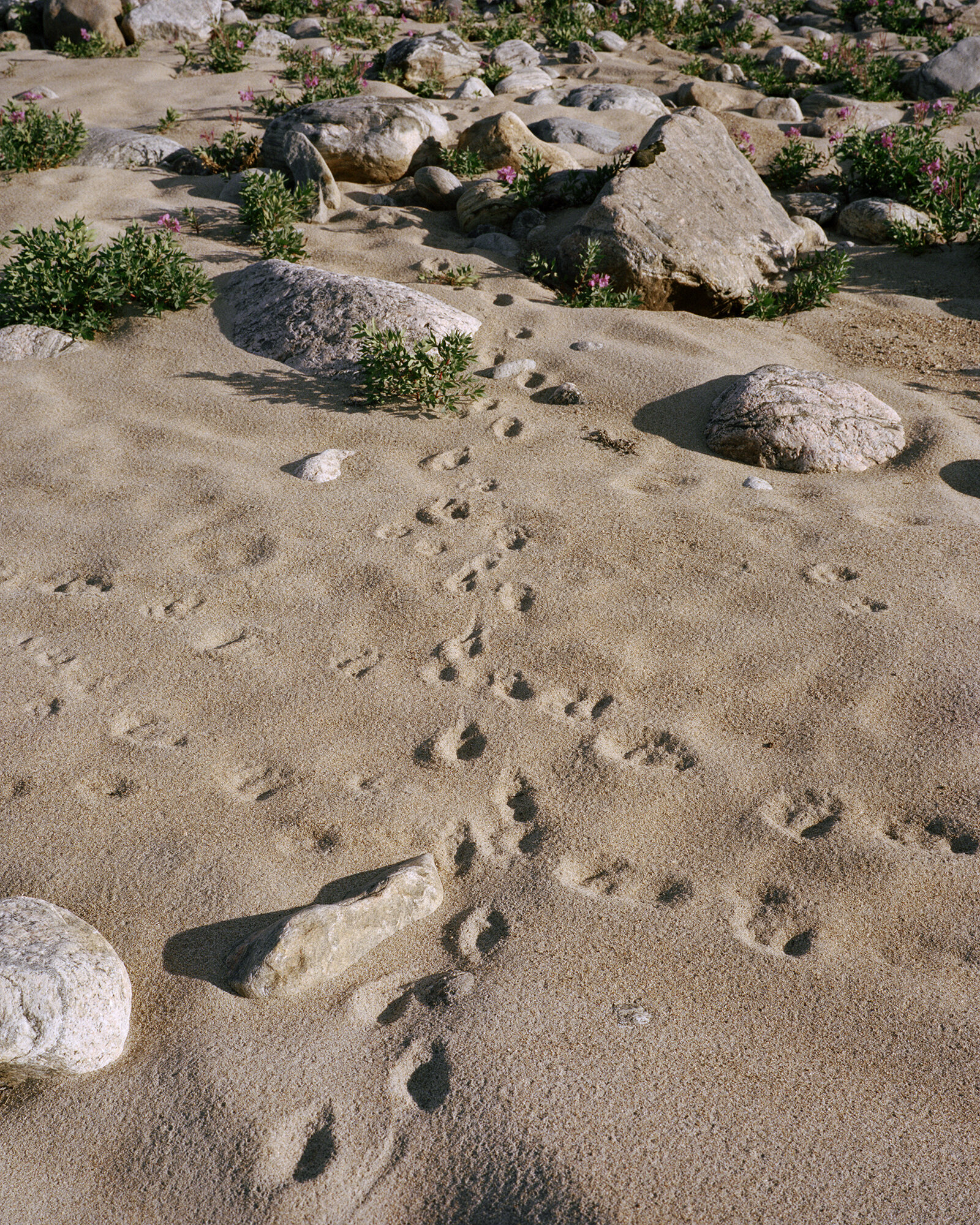 Searching for a Trail