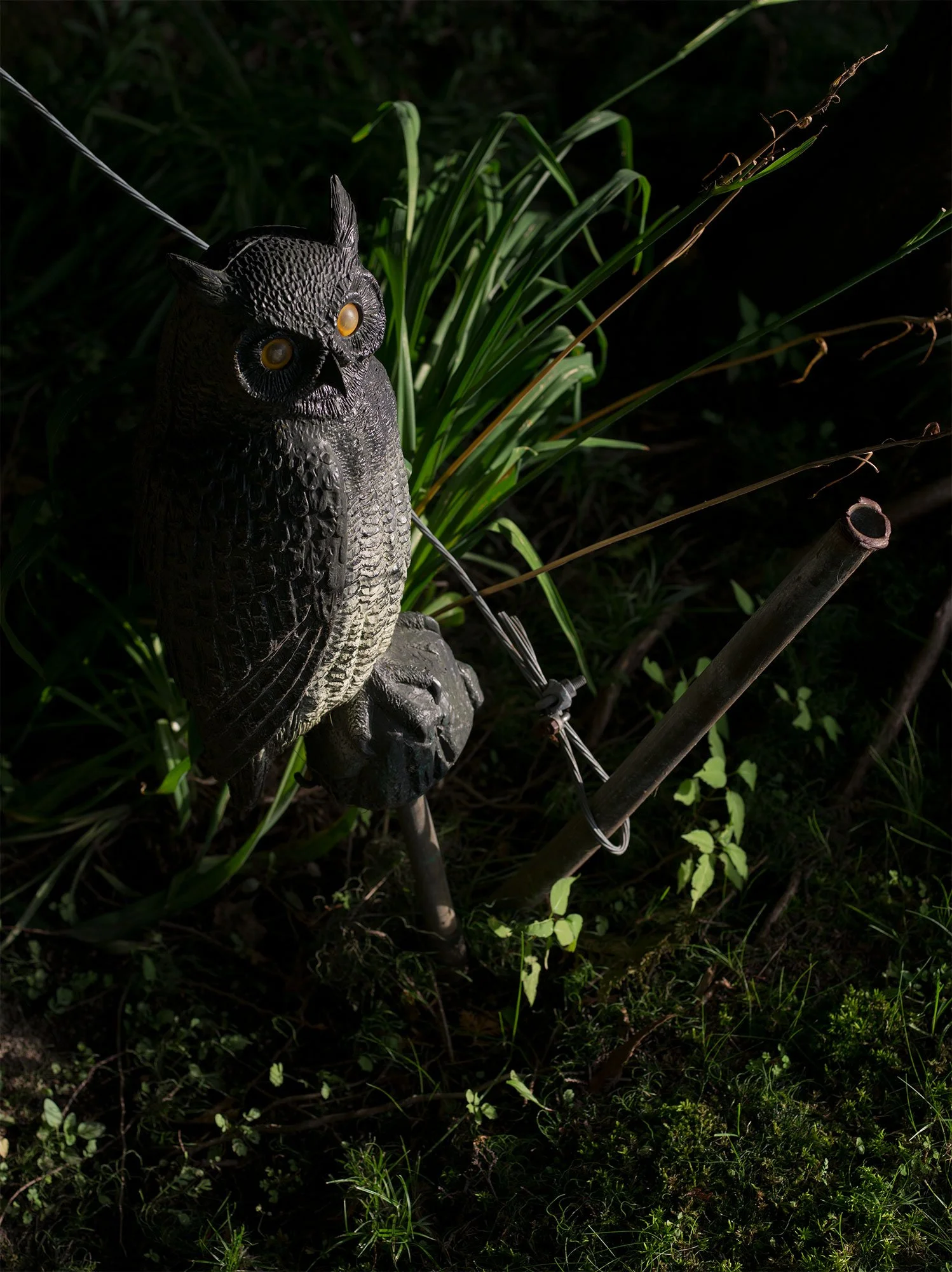 RA_IGP1268_Owl.jpeg