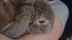 Celebrating Sofia Coppola UT