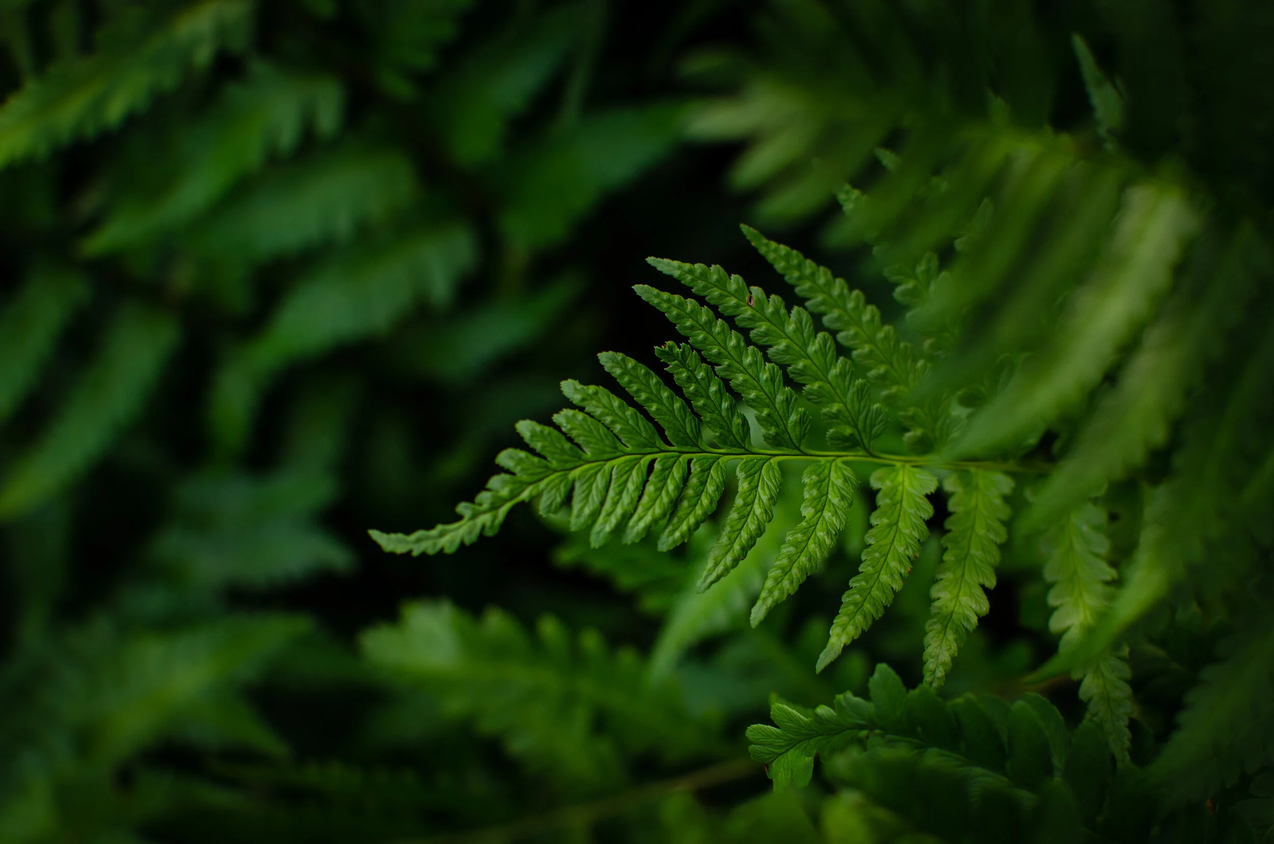 21.09.14 reeves-reed arboretum-8.jpg